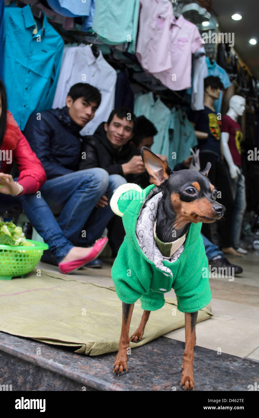 Chihuahua in grünen Mantel mit Zuschauern in Hanoi Vietnam Stockfoto