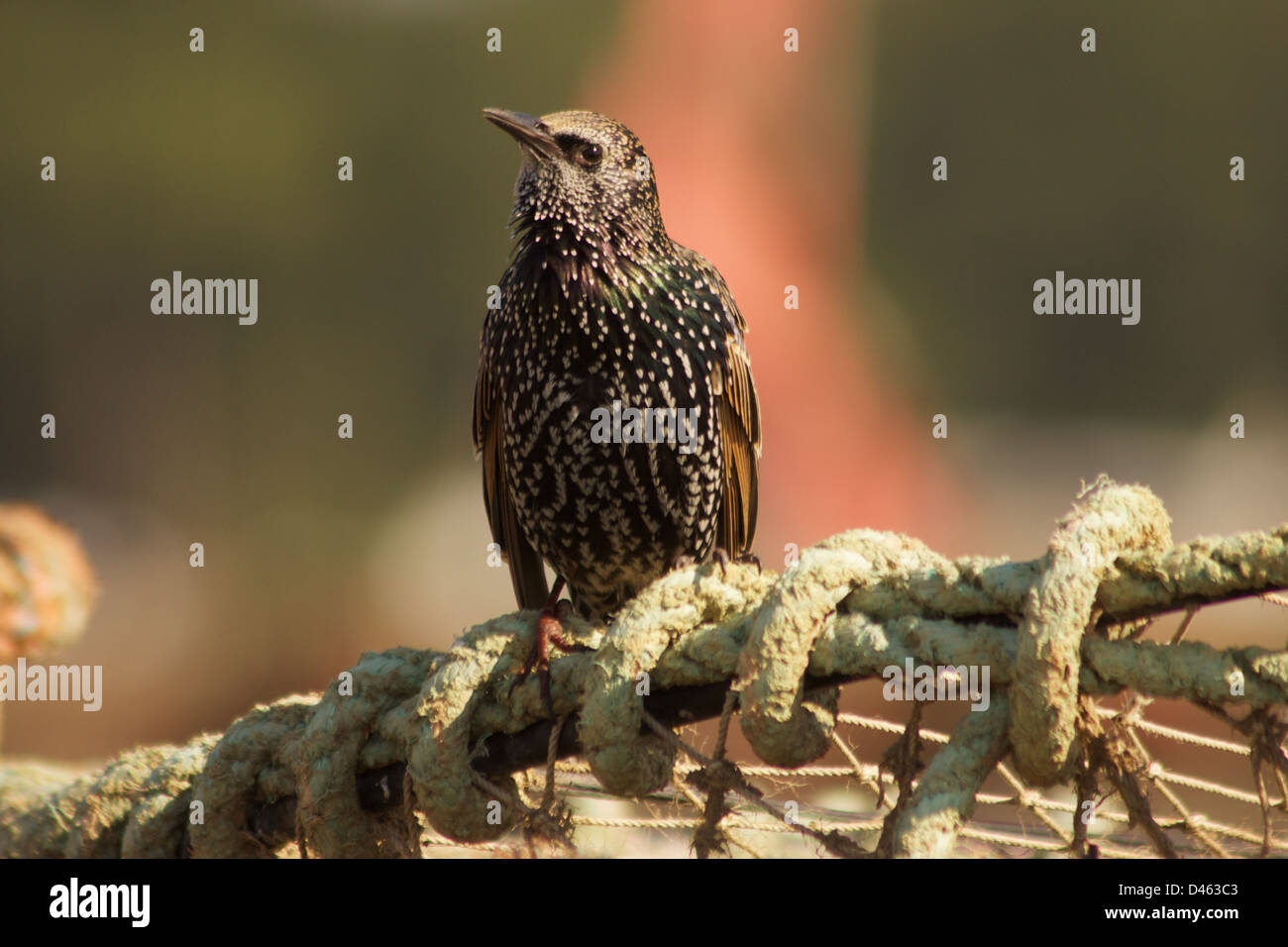 Starling Schlafplatz auf einem Lobster Pot am Mudeford Quay in Hampshire, England Stockfoto