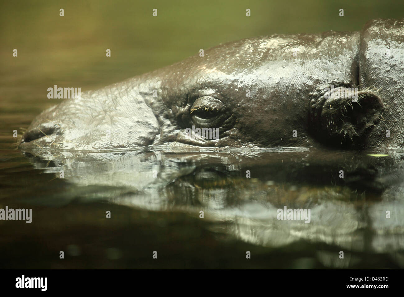 Pygmy Hippopotamus, Choeropsis Liberiensis, Singapore Zoo