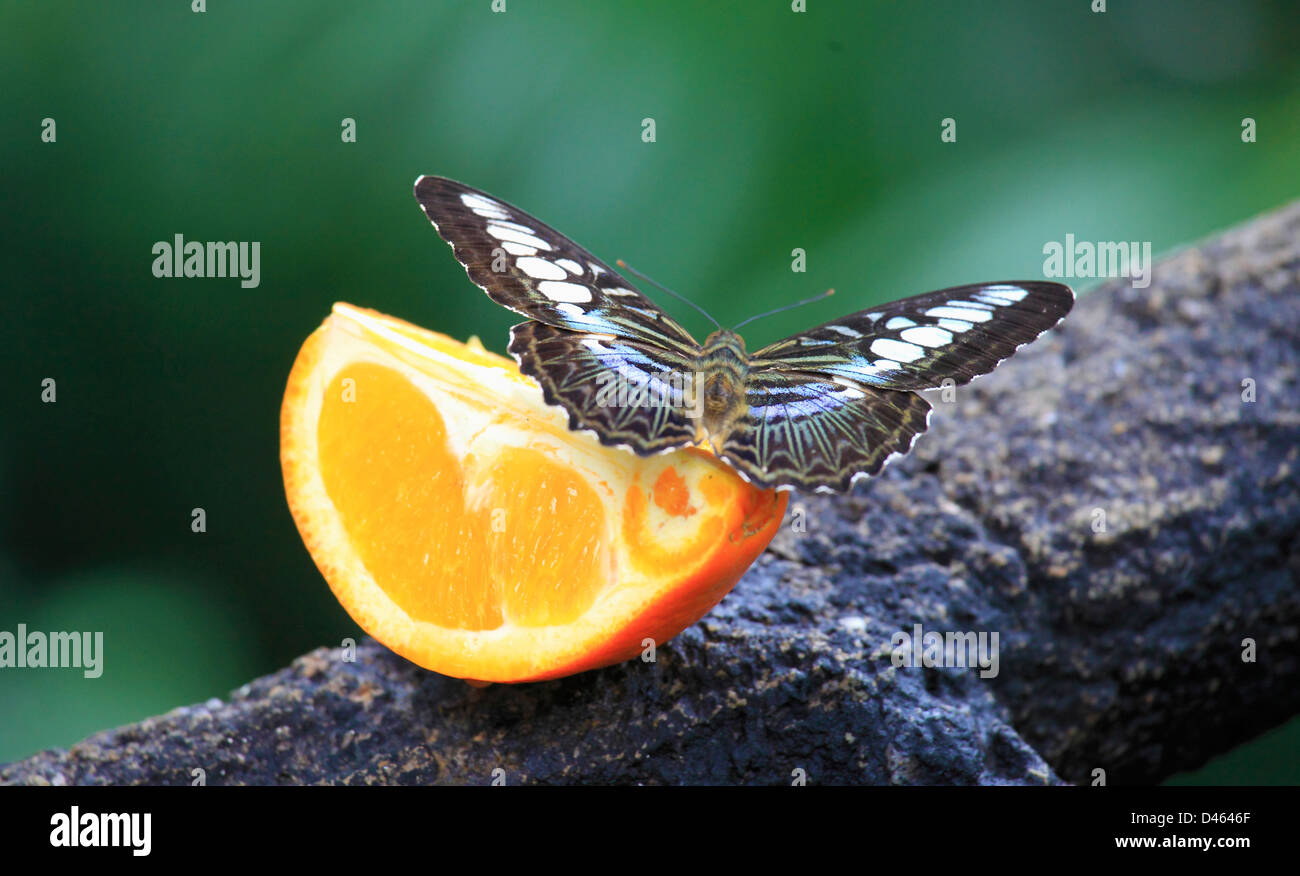 Schmetterling, Singapur Zoo Stockfoto