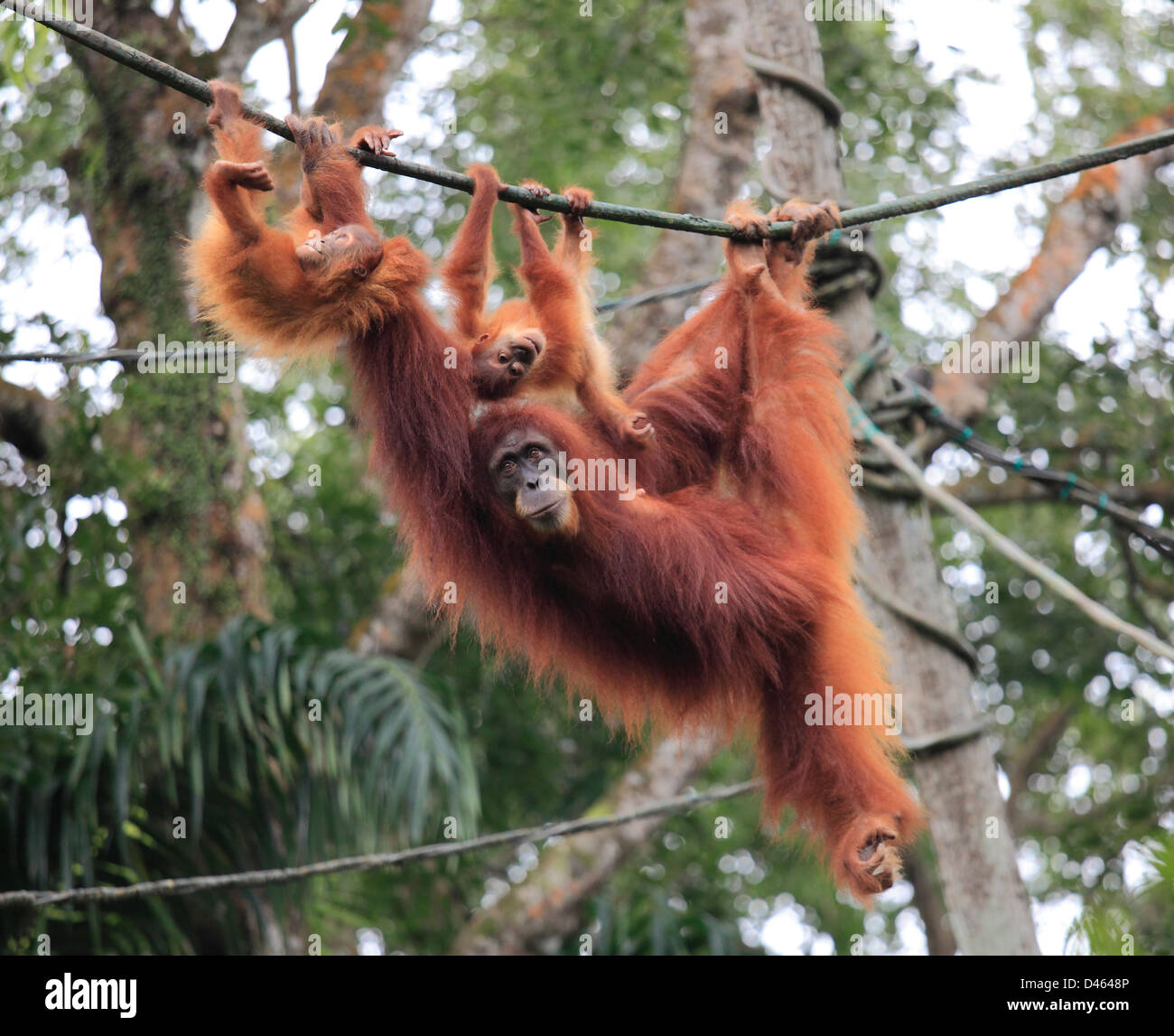 Orang-Utan, Pongo Pygmaeus, Primaten, der Zoo von Singapur Stockfoto