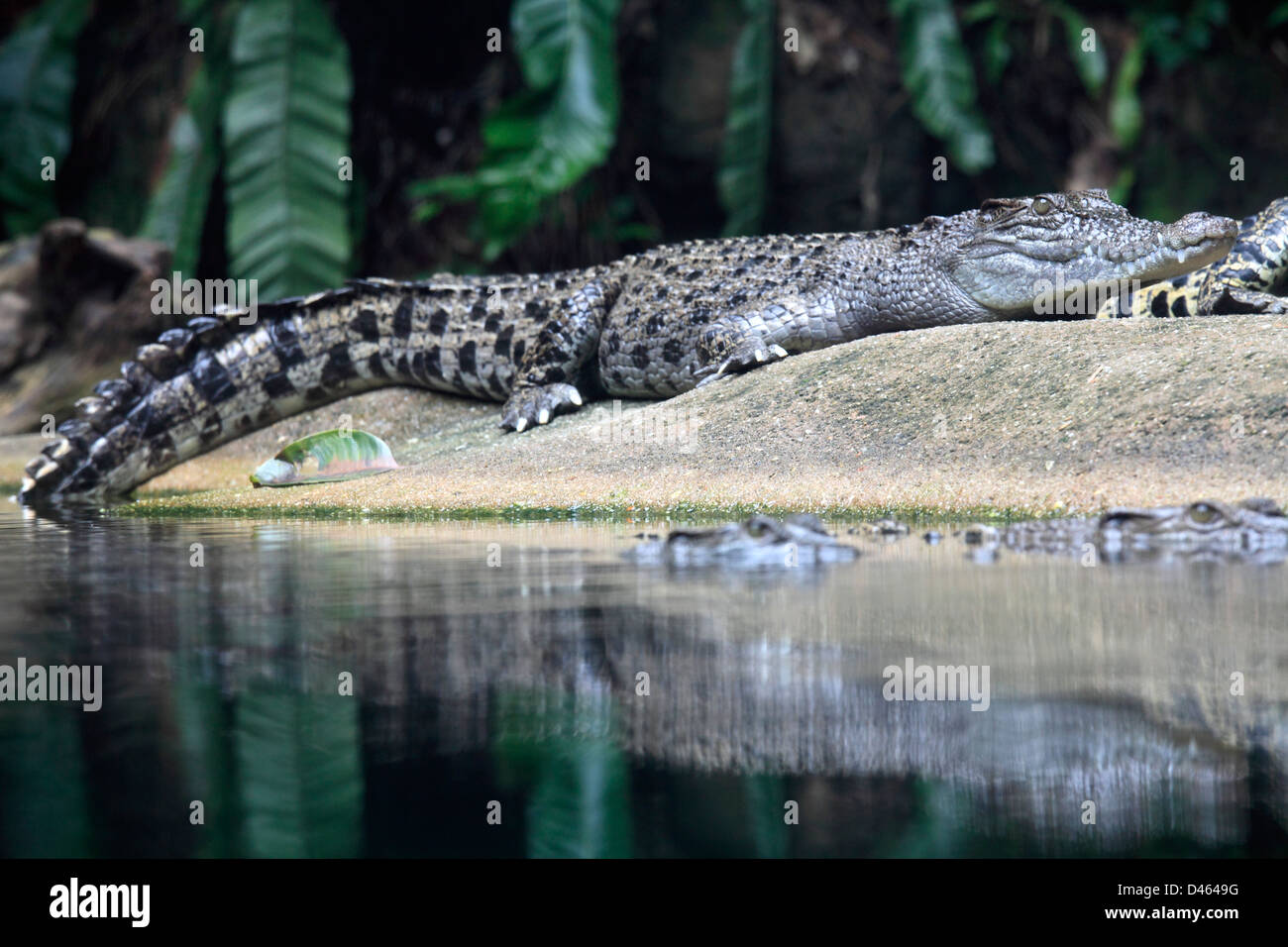 Salzwasser-Krokodil, Crocodylus Porosus, Singapore Zoo, Stockfoto