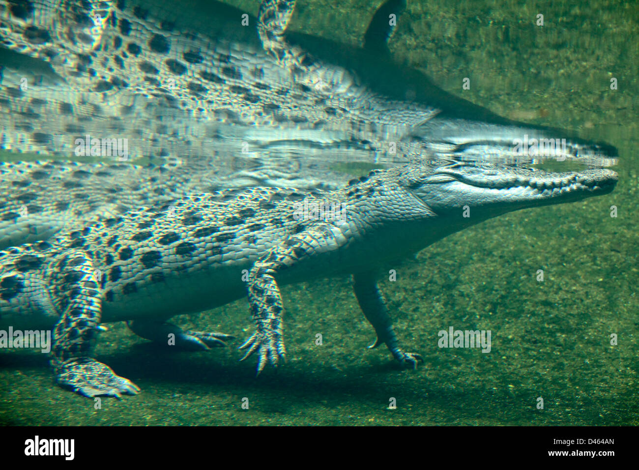 Salzwasser-Krokodil, Crocodylus Porosus, Unterwasser-Blick, der Zoo von Singapur Stockfoto