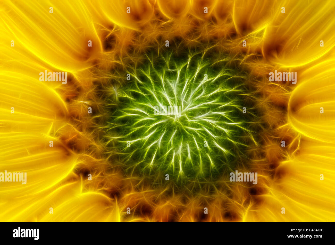 Blüte der wilden Sonnenblume Stockfoto