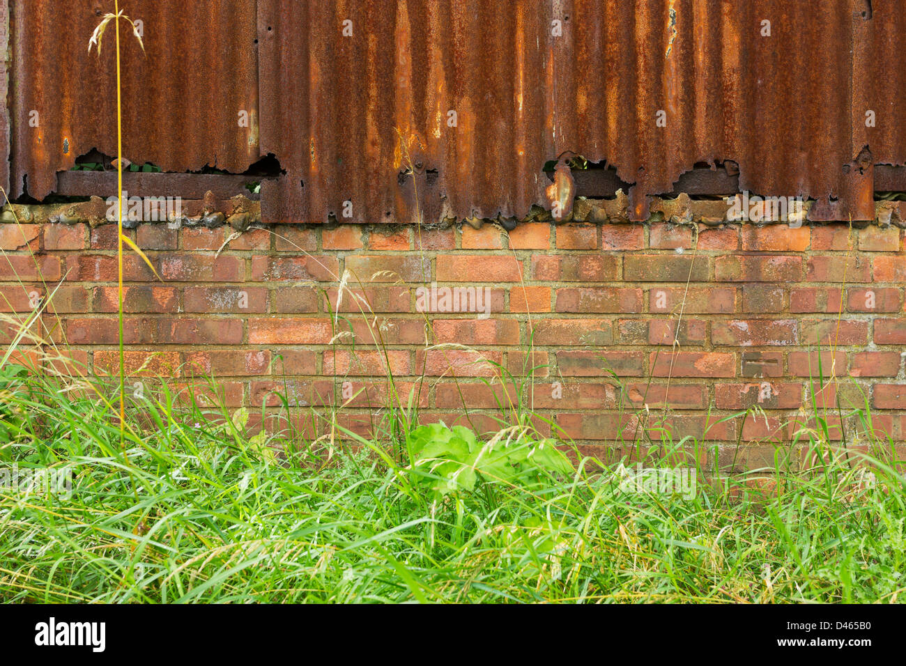 Hintergrund der rostige Wellblech und Mauer vor der Rasen und Unkraut Stockfoto