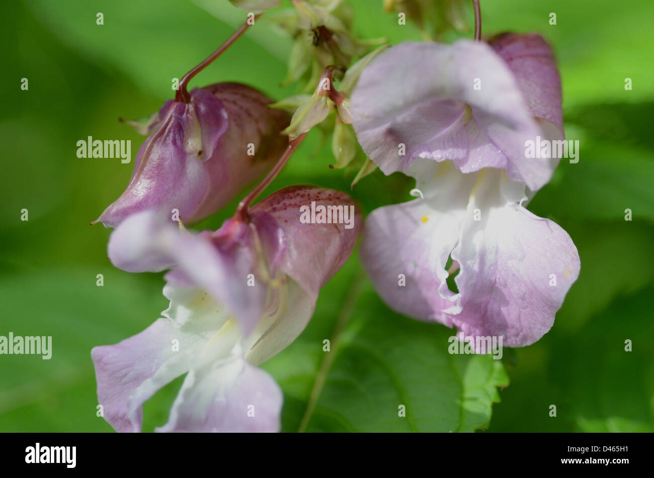 Himalaya-Springkraut (Impatiens Glandulifera) invasive Unkrautarten, Nahaufnahme Blume Stockfoto