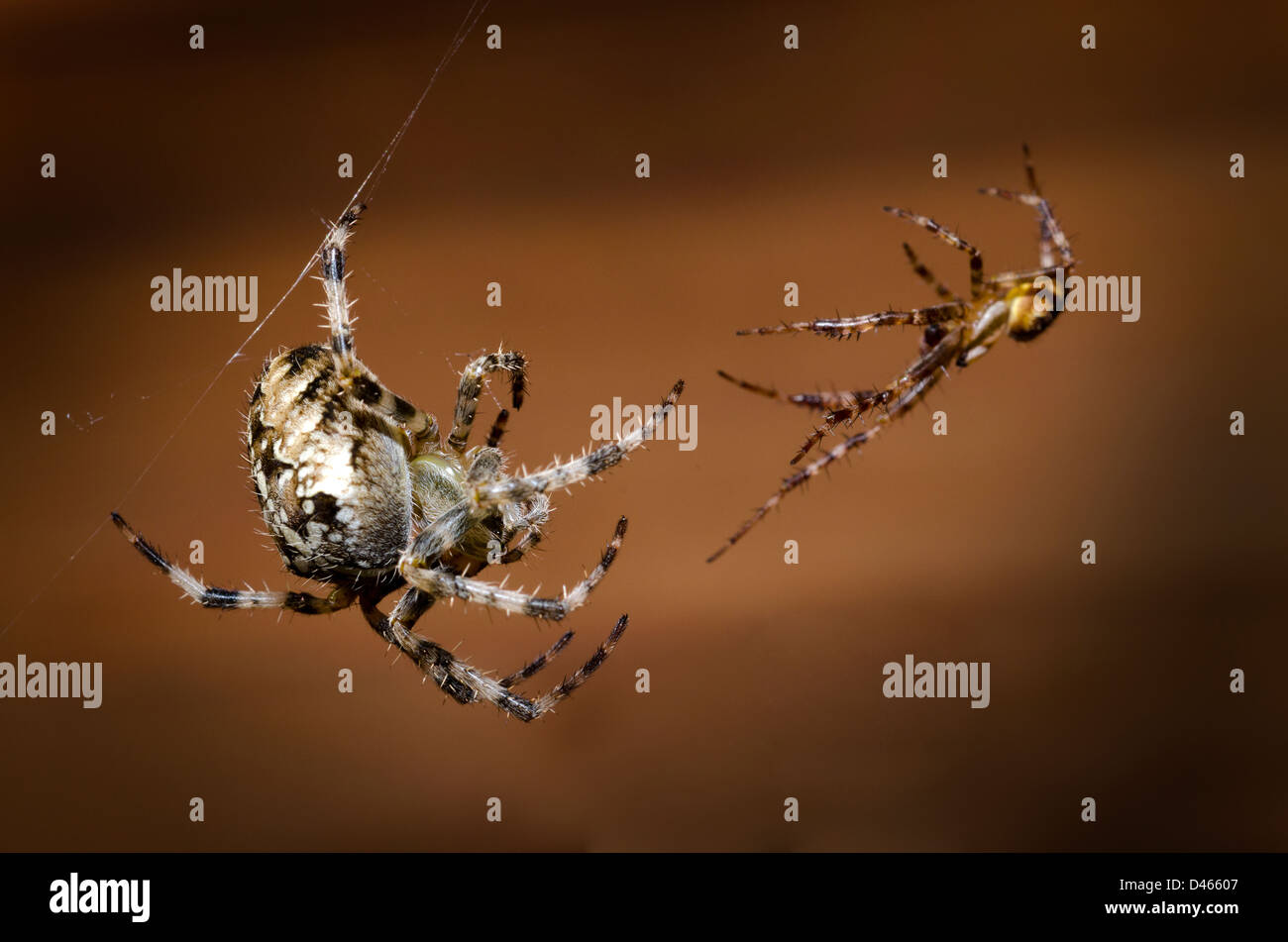 Zwei Spinnen in einem Paarungsritual Stockfoto
