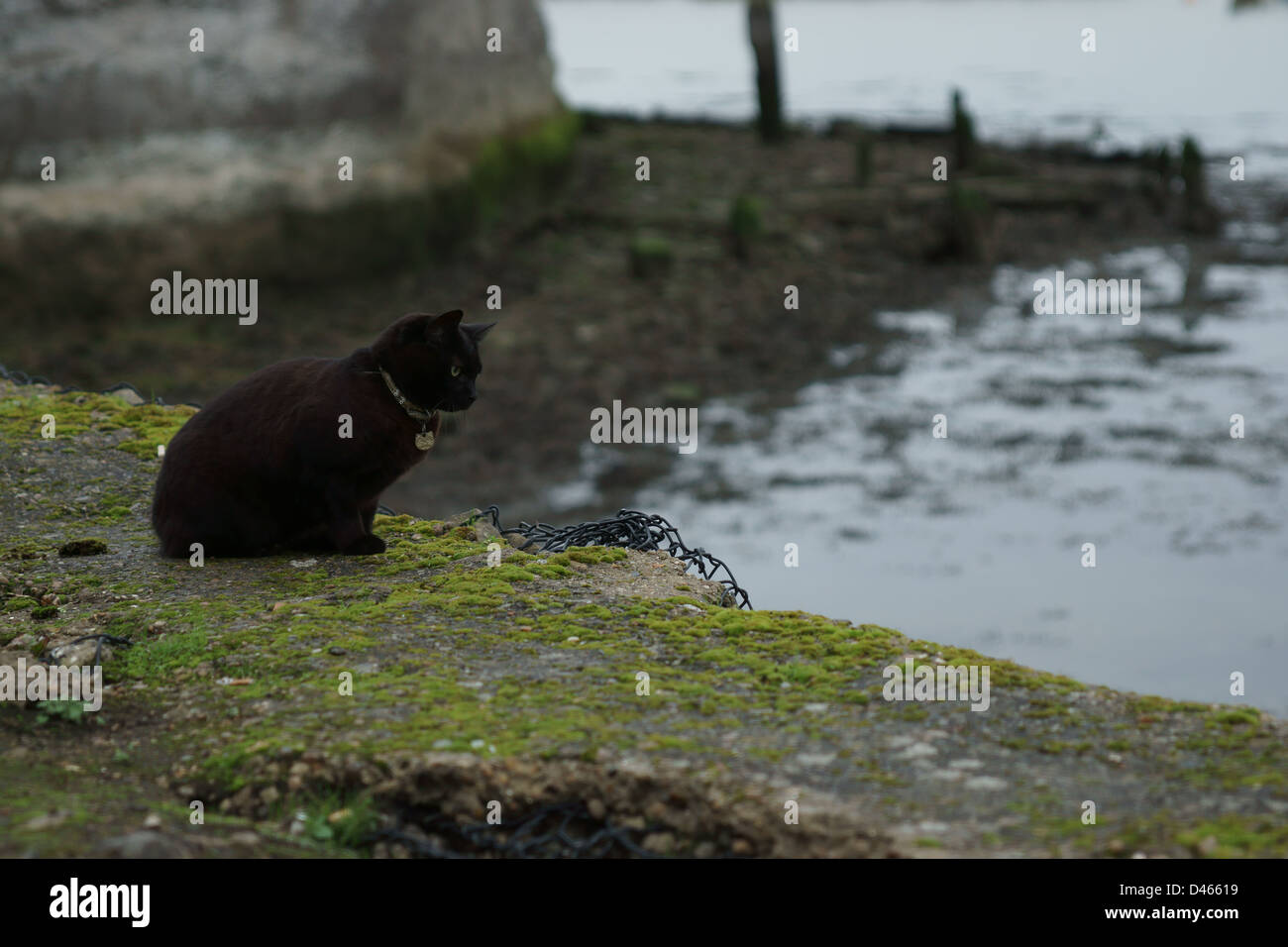 Schwarze Katze Reinigung sitzen in der Nähe von dem Rand des Wassers Stockfoto