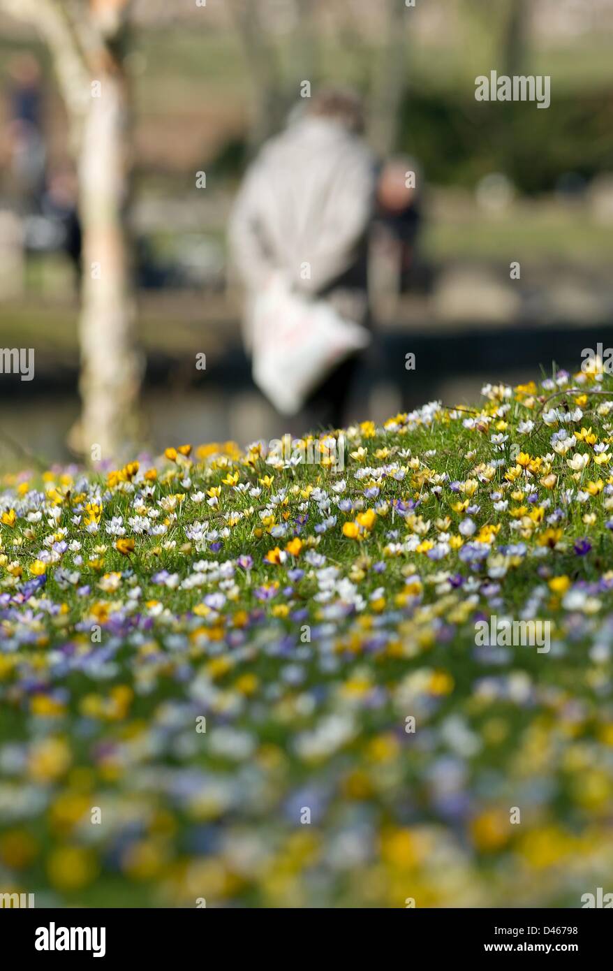 Hamburg, Deutschland. 6. März 2013. Krokusse blühen auf einer Wiese im Botanischen Garten (Loki Schmidt Garten) in Hamburg. Foto: SVEN HOPPE/Dpa/Alamy Live News Stockfoto