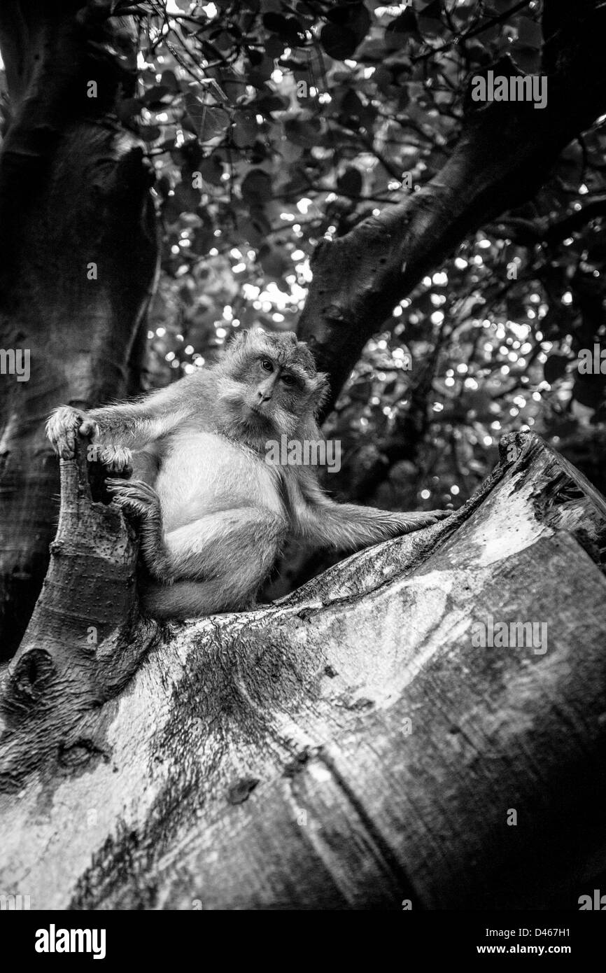 Einen balinesischen Makaken-Affen ruht auf dem Baum Stockfoto