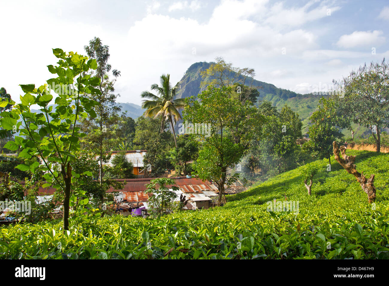 HÄUSER VON DER PLANTAGE TEEPFLÜCKERINNEN IN DER NÄHE VON ELLA SRI LANKA Stockfoto