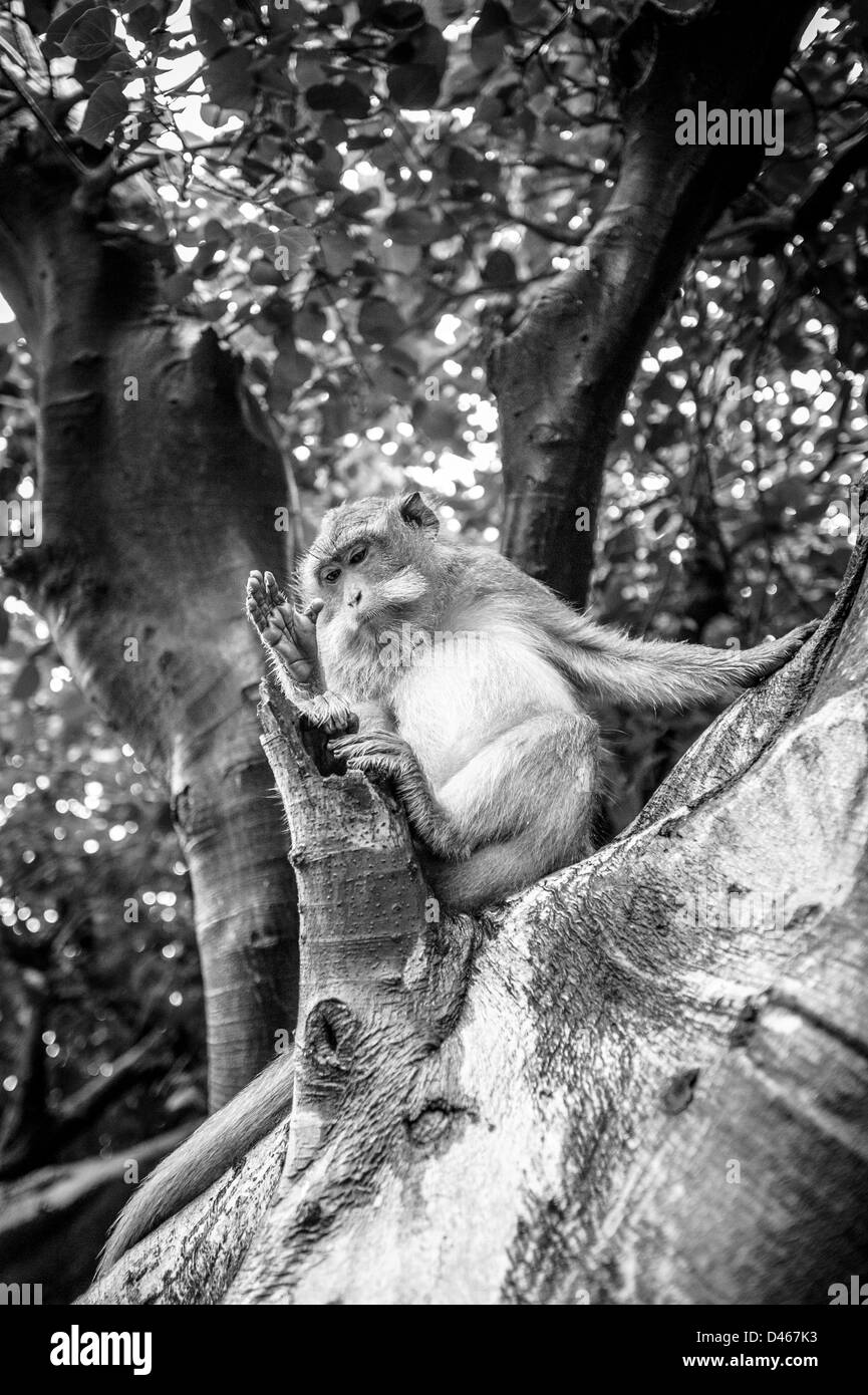 Einen balinesischen Makaken-Affen ruht auf dem Baum Stockfoto