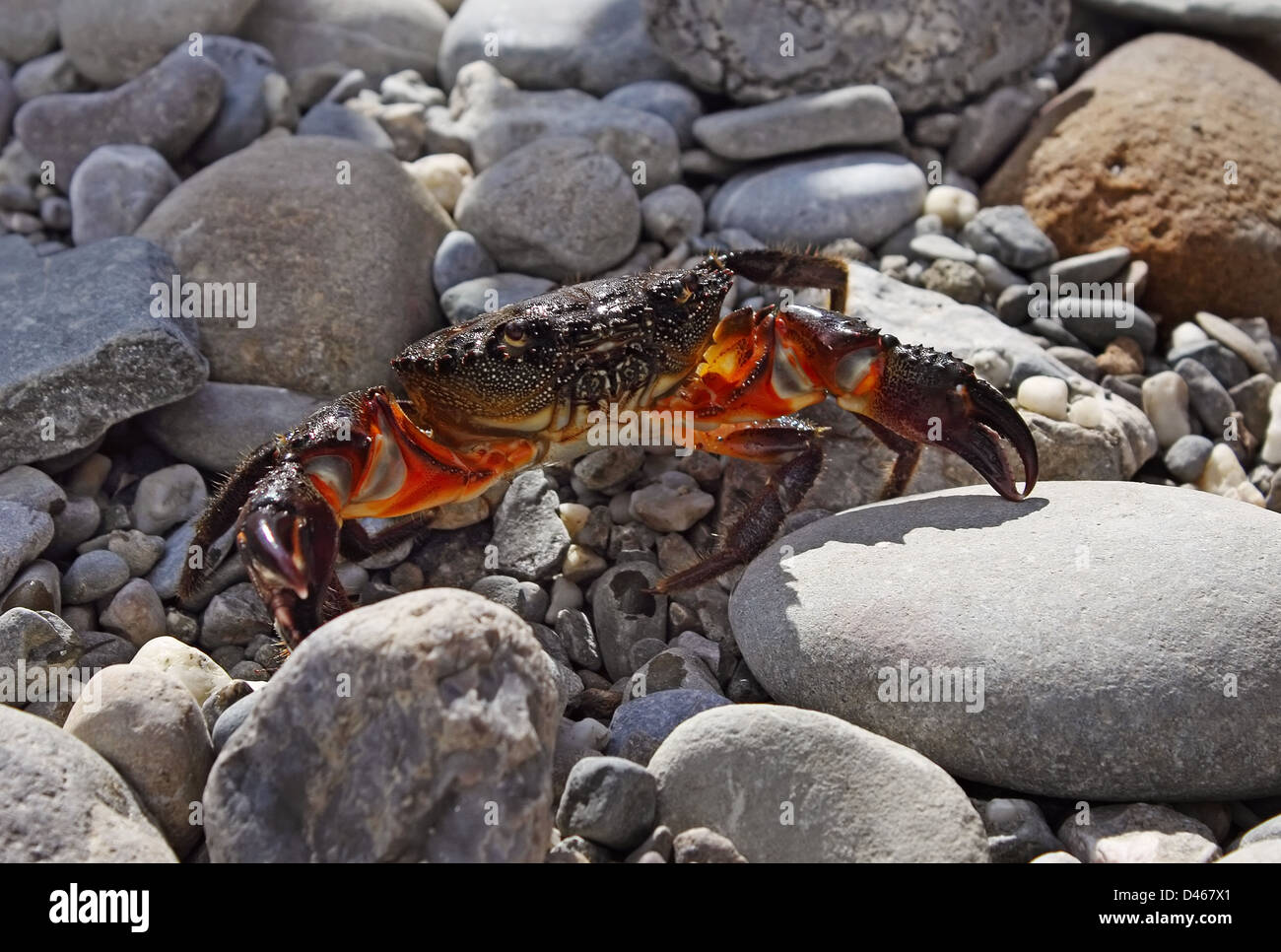 Stone Crab zwischen den Felsen am Meer Stockfoto