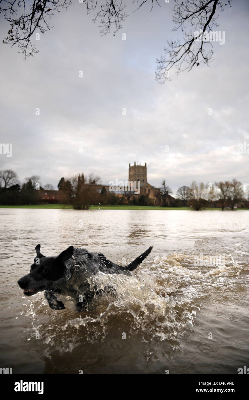 Ein Hund bricht aus dem Wasser in den überfluteten Bereichen nahe Tewkesbury Abbey in Gloucestershire UK Stockfoto