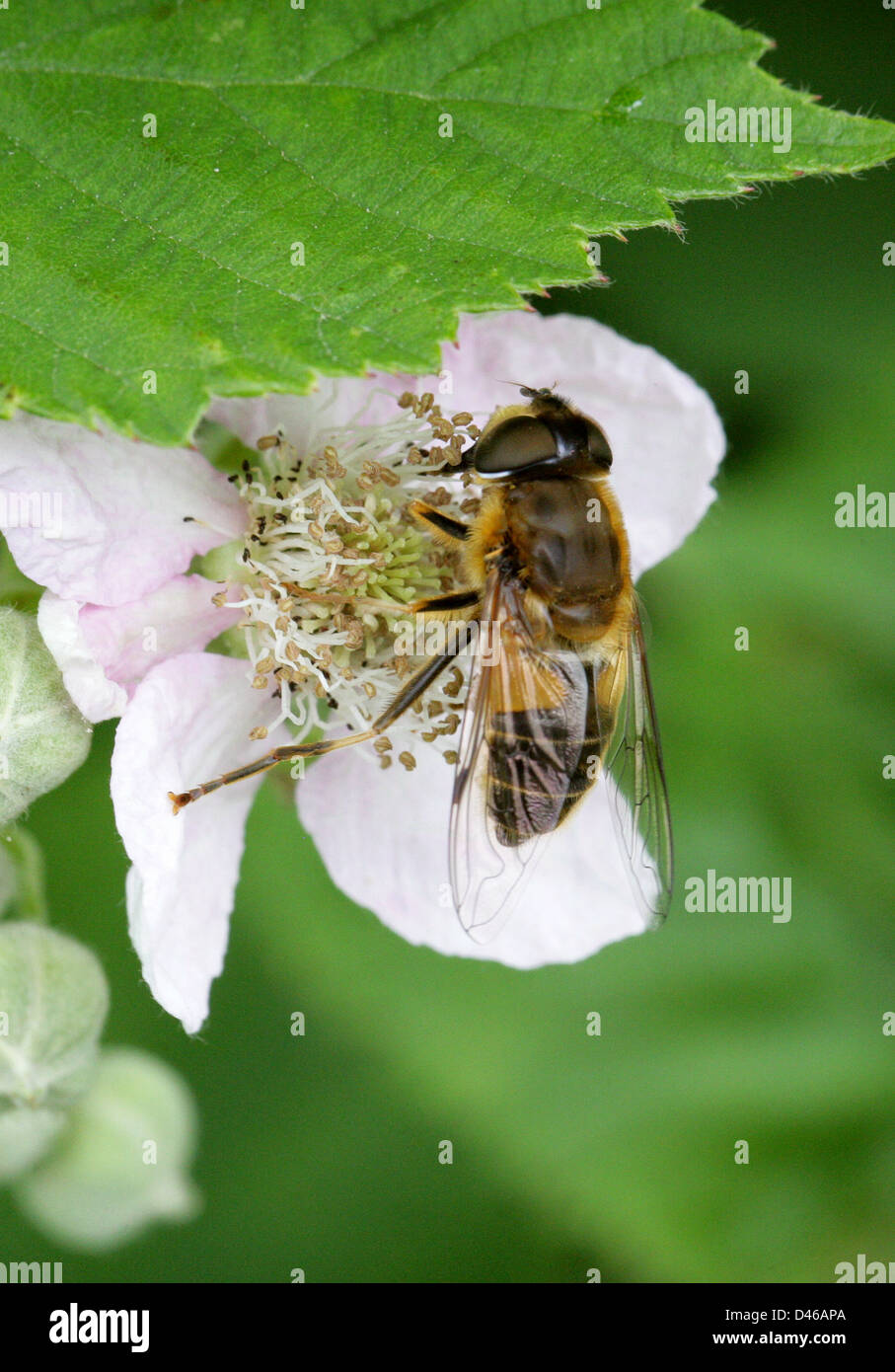 Weibliche Honigbiene zu imitieren, Dronefly oder Hoverfly, Eristalis Pertinax, Diptera. Stockfoto