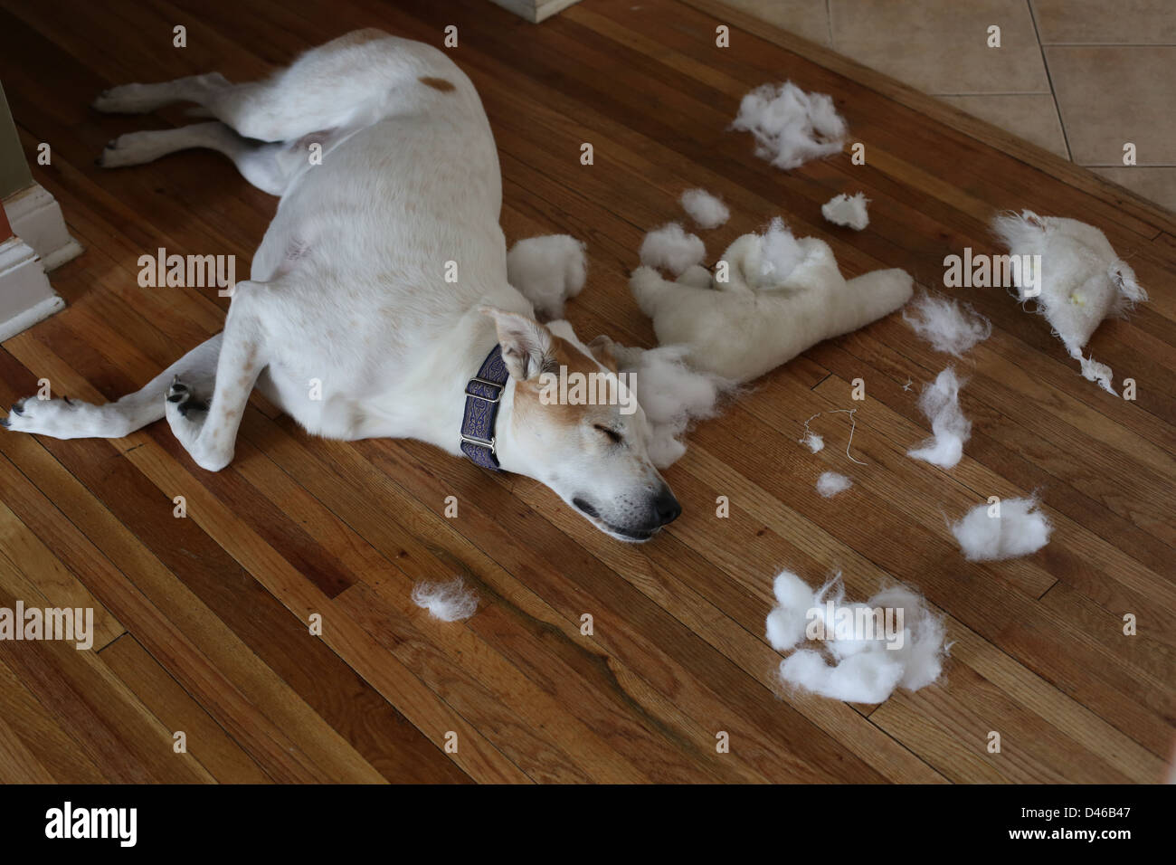 Ein Hund schläft neben einem auseinandergerissen gefüllte Tier. Stockfoto