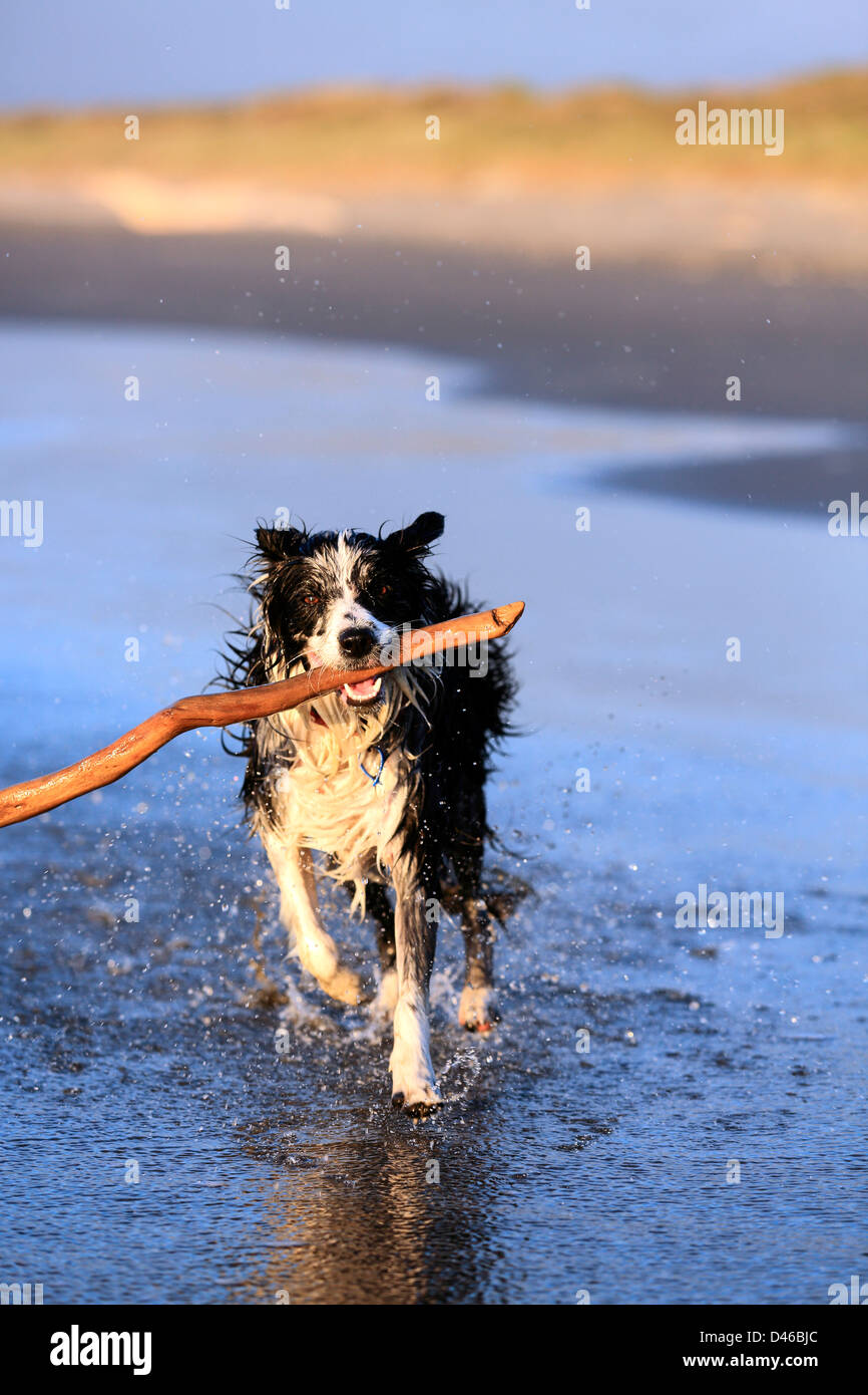 Junger Border-Collie Hund holen Stick am Strand Stockfoto