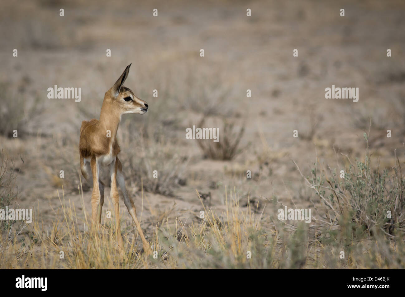 Gefährdete Springbock Antilope Kleinkind, in der Einsamkeit in der Kalahari-Wüste Savanne. Scheint einsam und unsicher. Stockfoto