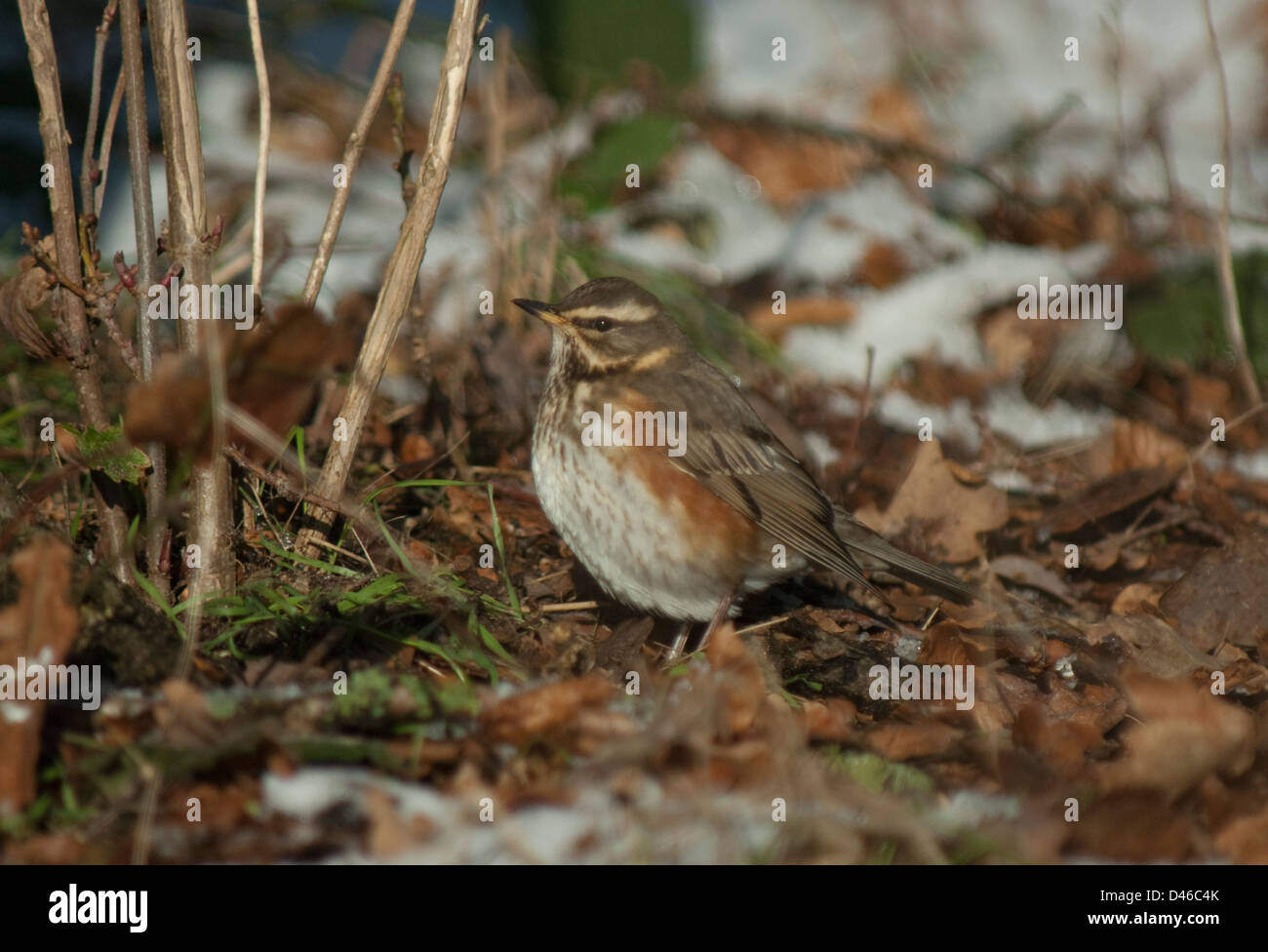 Rotdrossel (Turdus Iliacus) im Schnee in Thetford Forest Stockfoto