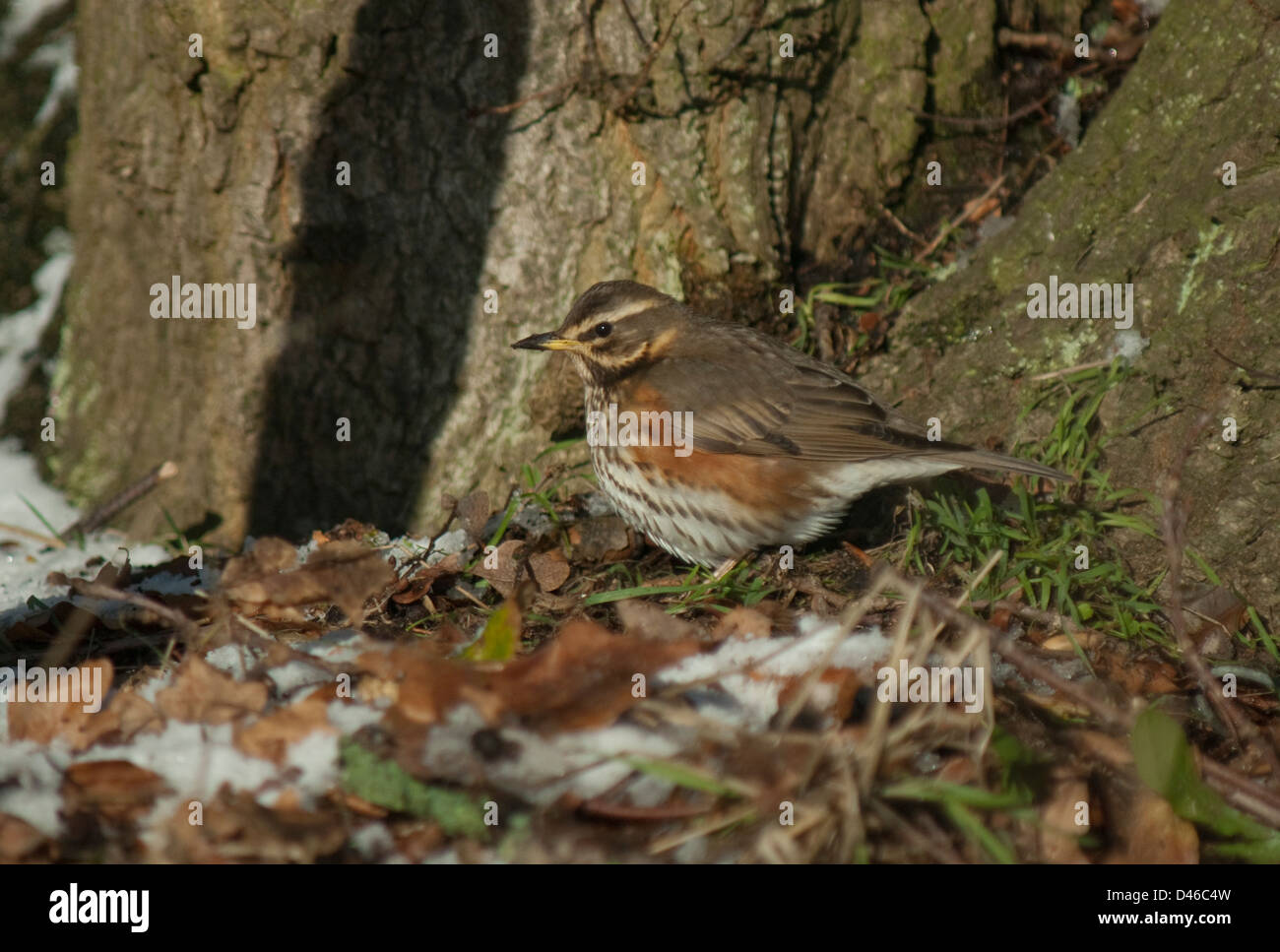 Rotdrossel (Turdus Iliacus) im Schnee in Thetford Forest Stockfoto