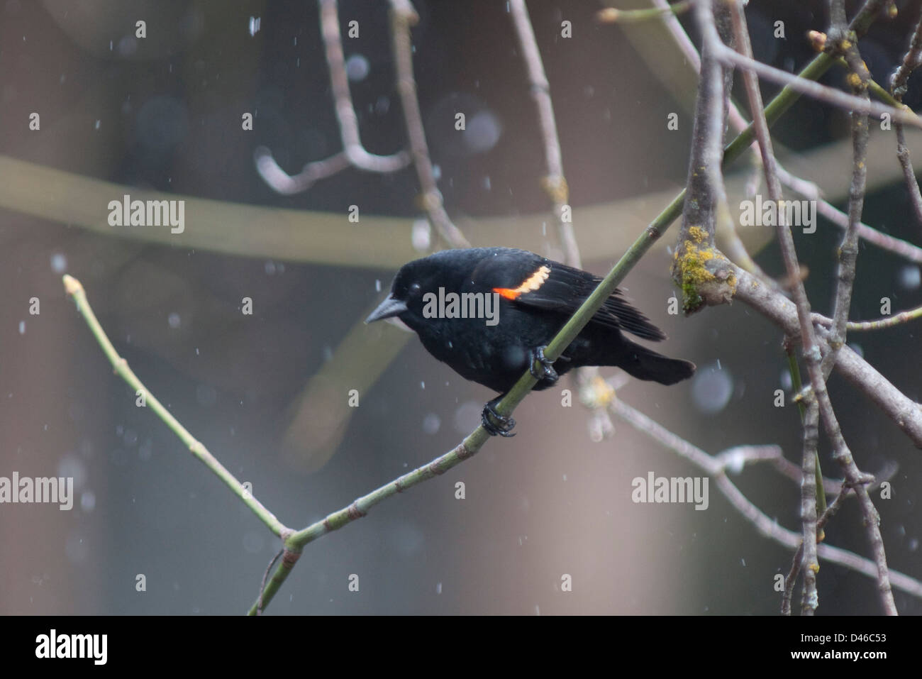 Rotschulterstärling (Agelaius Phoeniceus) im Schnee in Yosemite Nationalpark, Kalifornien Stockfoto