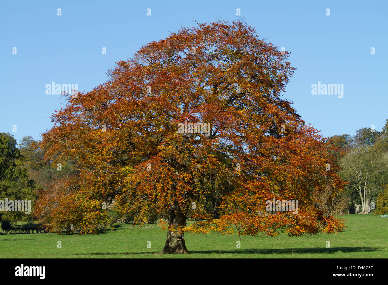 Europäische Buche, Fagus Sylvatica, in herbstlichen Farben. Stockfoto