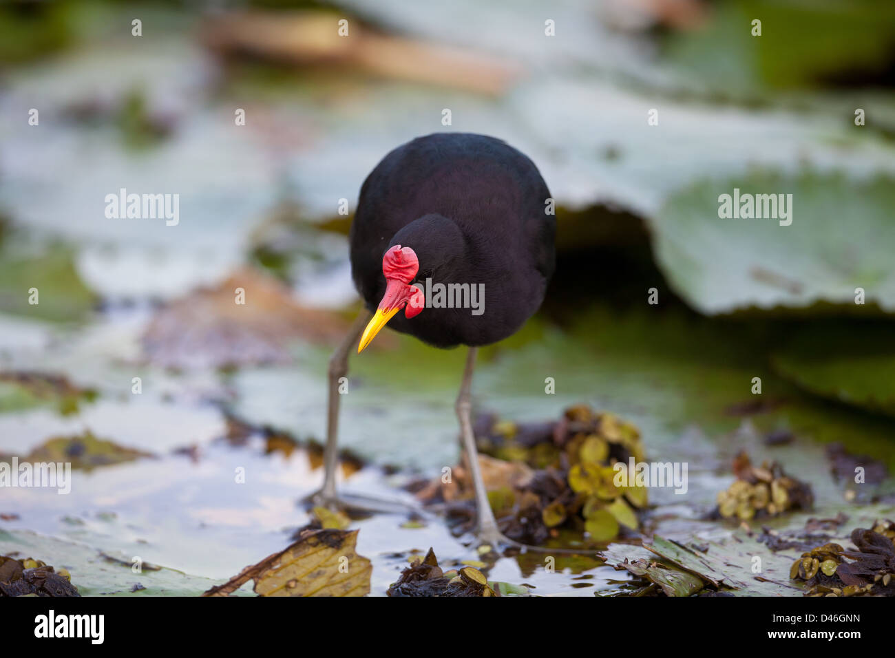 Flecht-Jacana, sci.name; Jacana Jacana, Rio Chagres Soberania Nationalpark, Republik von Panama. Stockfoto