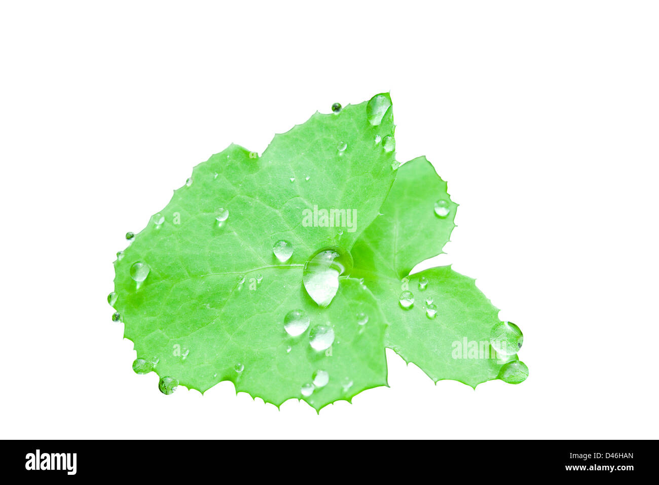 Nahaufnahme von einem grünen Blatt mit Wassertropfen, die isoliert auf weiss. Stockfoto