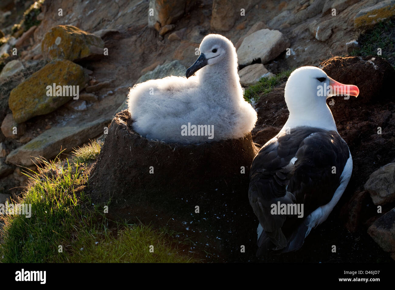 Black-Browed Albatros mit Küken, Falkland-Inseln Stockfoto