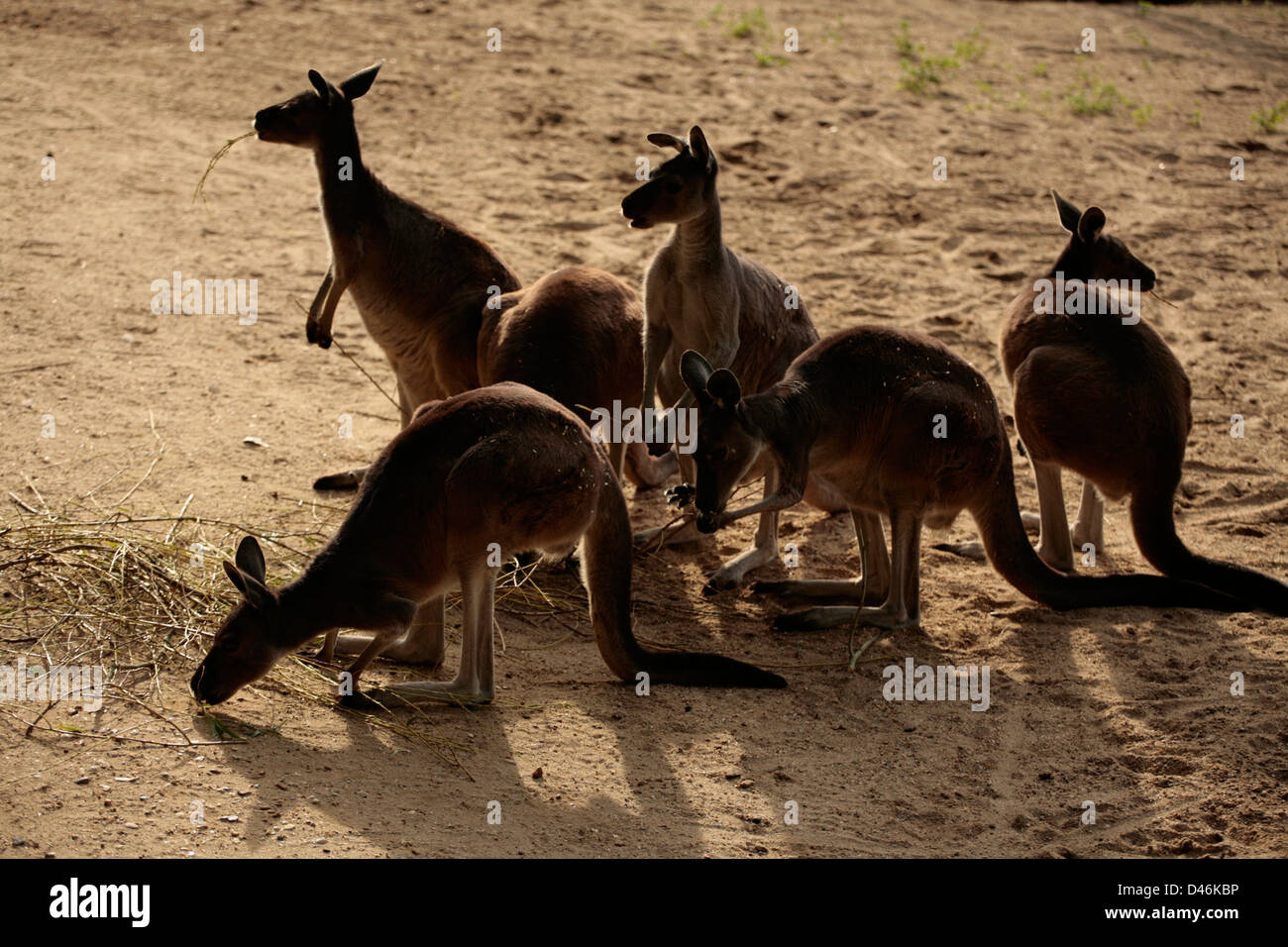 Bennetts Wallaby Stockfoto