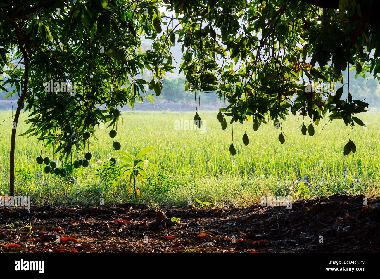 Reife Mango auf einem Baum in der indischen Landschaft. Andhra Pradesh, Indien. Silhouette Stockfoto