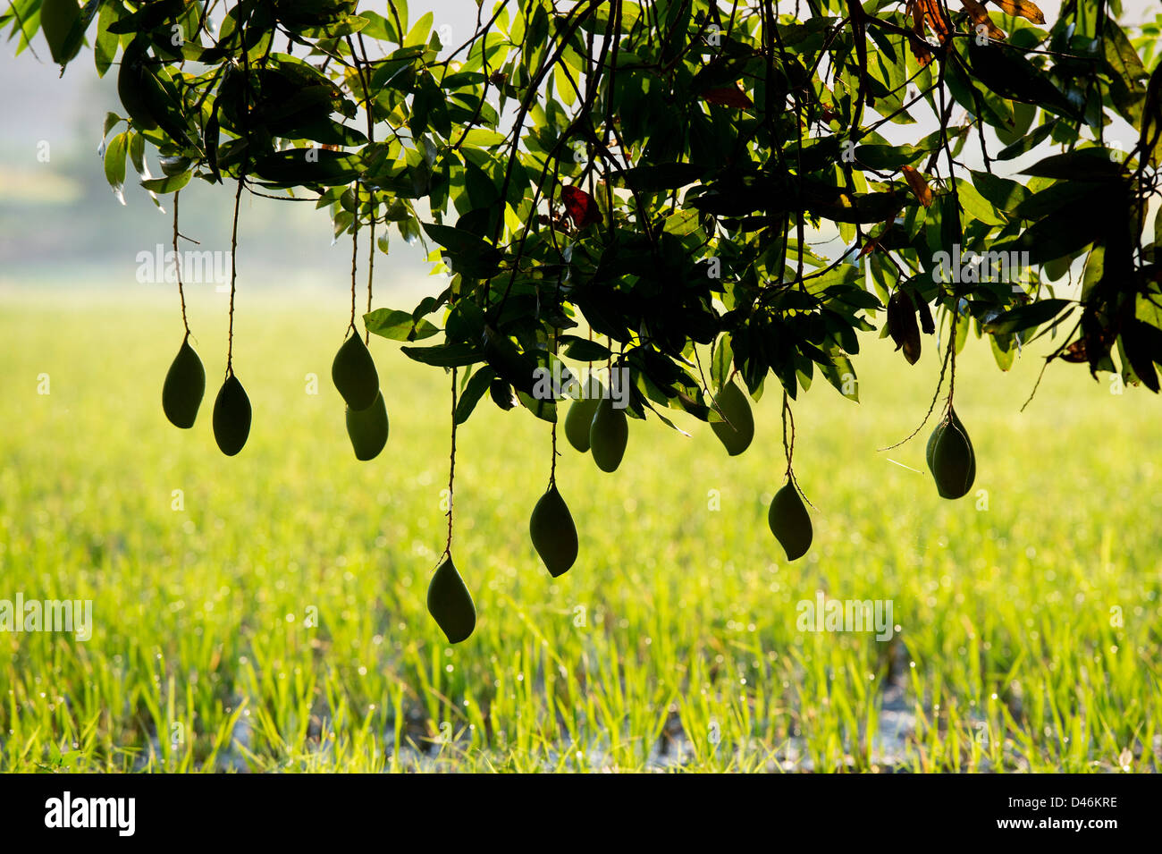 Mangifera indica. Reife Mango auf einem Baum in der indischen Landschaft. Andhra Pradesh, Indien. Silhouette Stockfoto