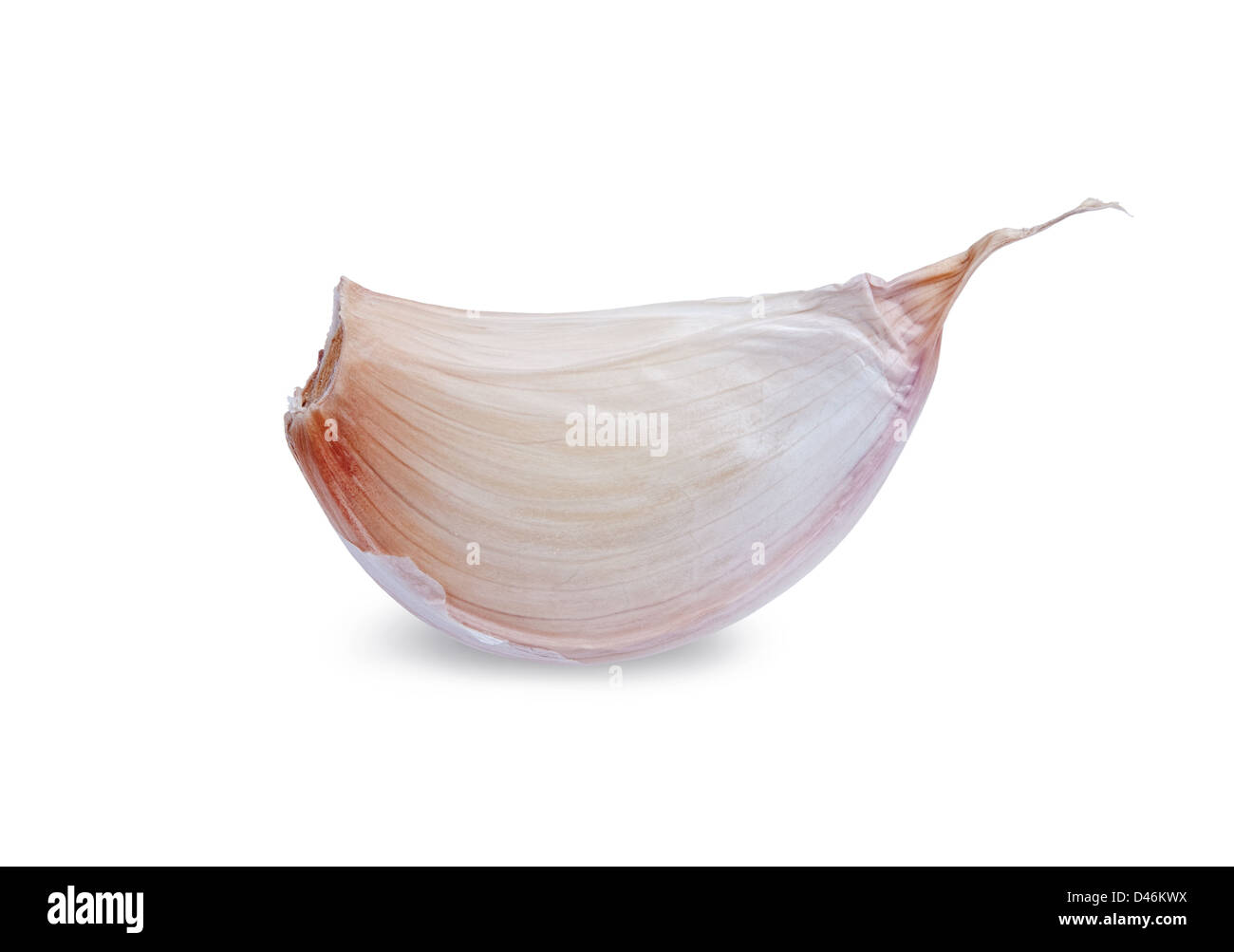 Knoblauchzehe isoliert auf weißem Hintergrund Stockfoto