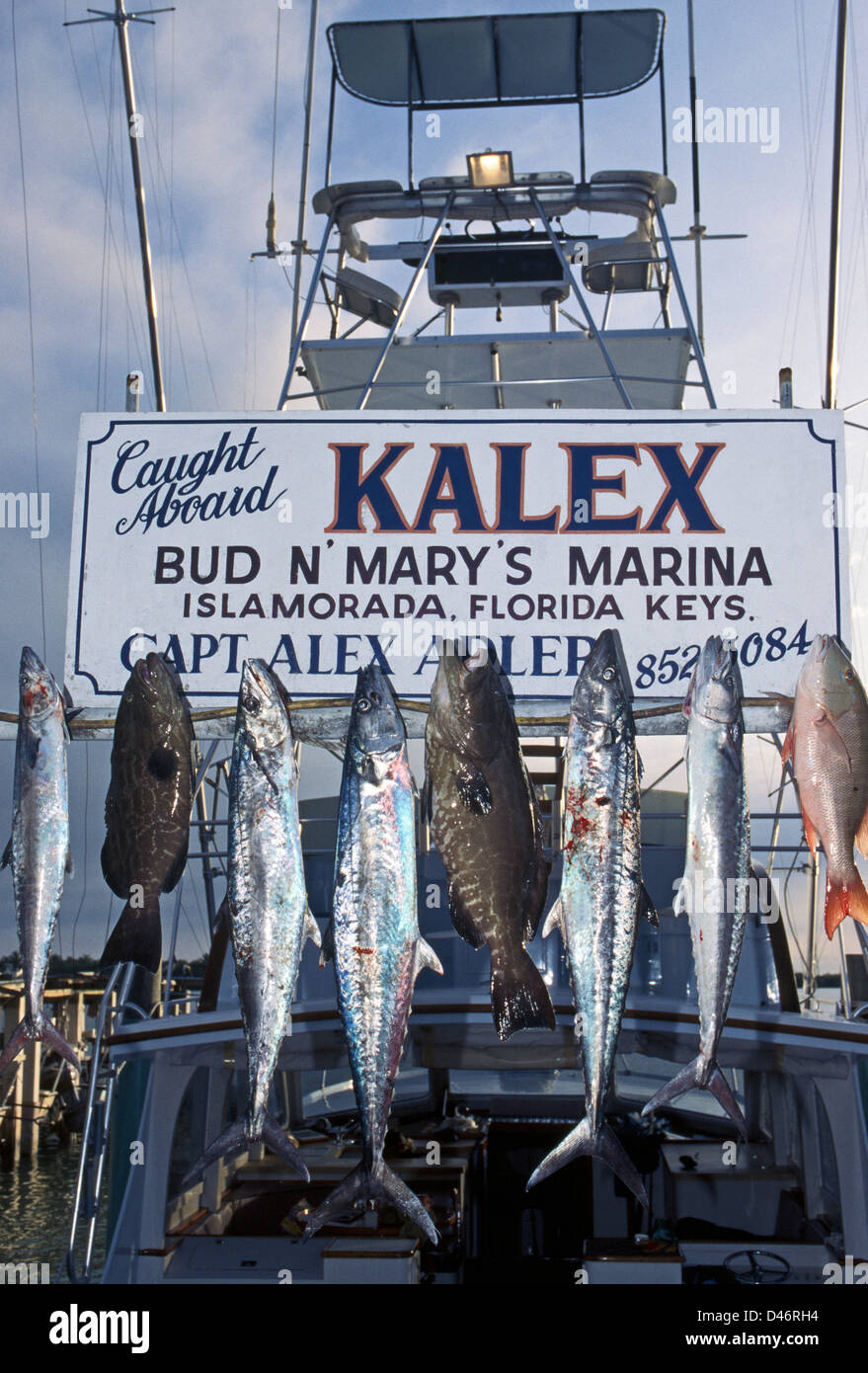 Fisch aus dem Atlantik gefangen an Bord des Bootes Sportfischen, Kalex, erscheinen in Islamorada, einem Dorf in den Florida Keys, Florida, USA. Stockfoto