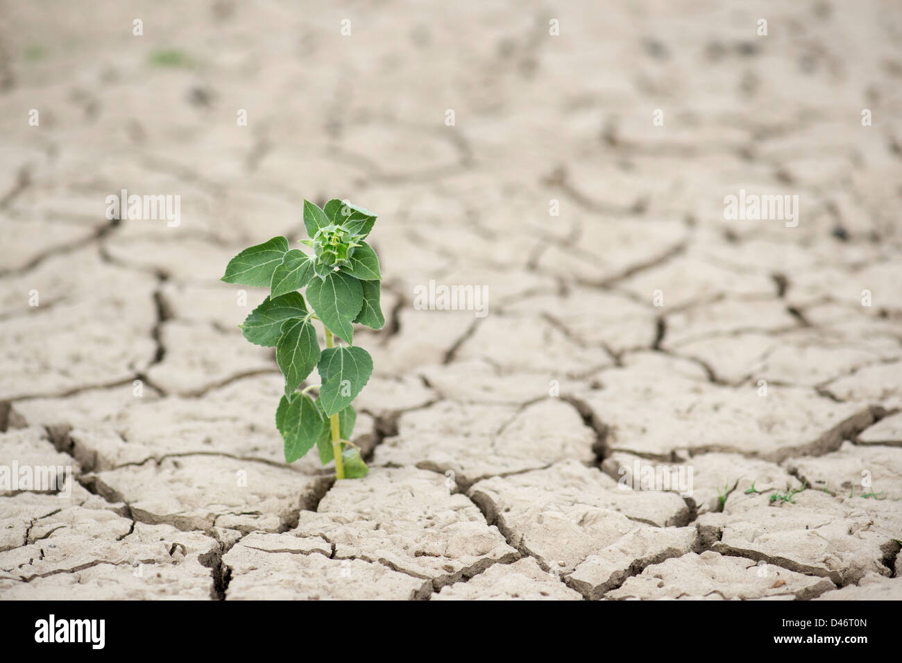 Unterernährt Sonnenblumen wachsen durch trockene Rissige Erde in der indischen Landschaft. Andhra Pradesh, Indien Stockfoto
