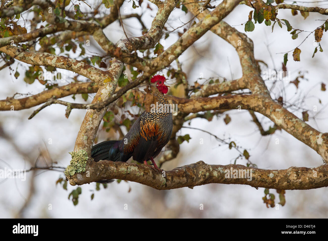 Ein rotes Dschungelgeflügel, das auf einer Zweigstelle thront, ruft morgens im Bandipur National Park, Indien, an Stockfoto