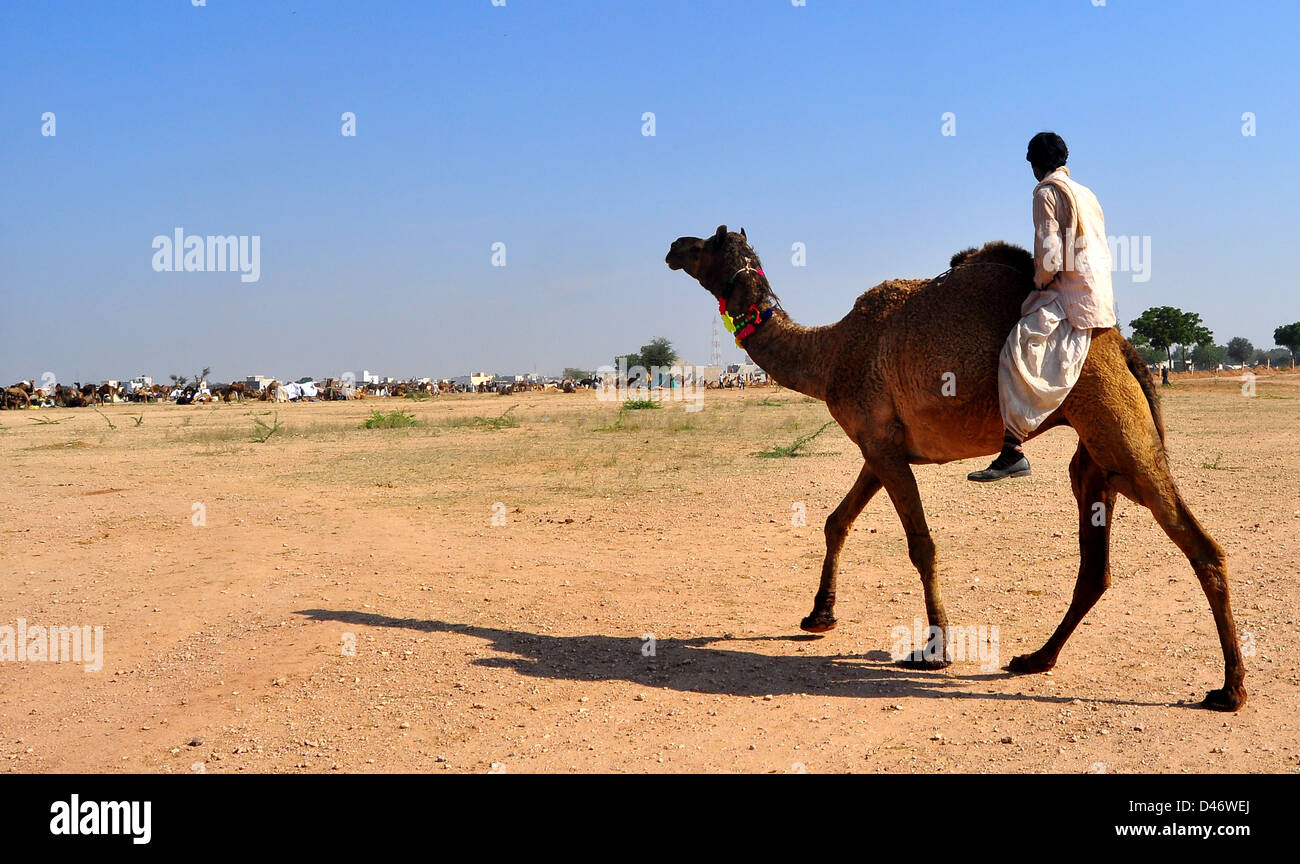 Eine indische Herder reitet Kamel, wie sie ihren Weg in das Kamel Messegelände am Rande der kleinen Stadt von Nagaur in Stockfoto
