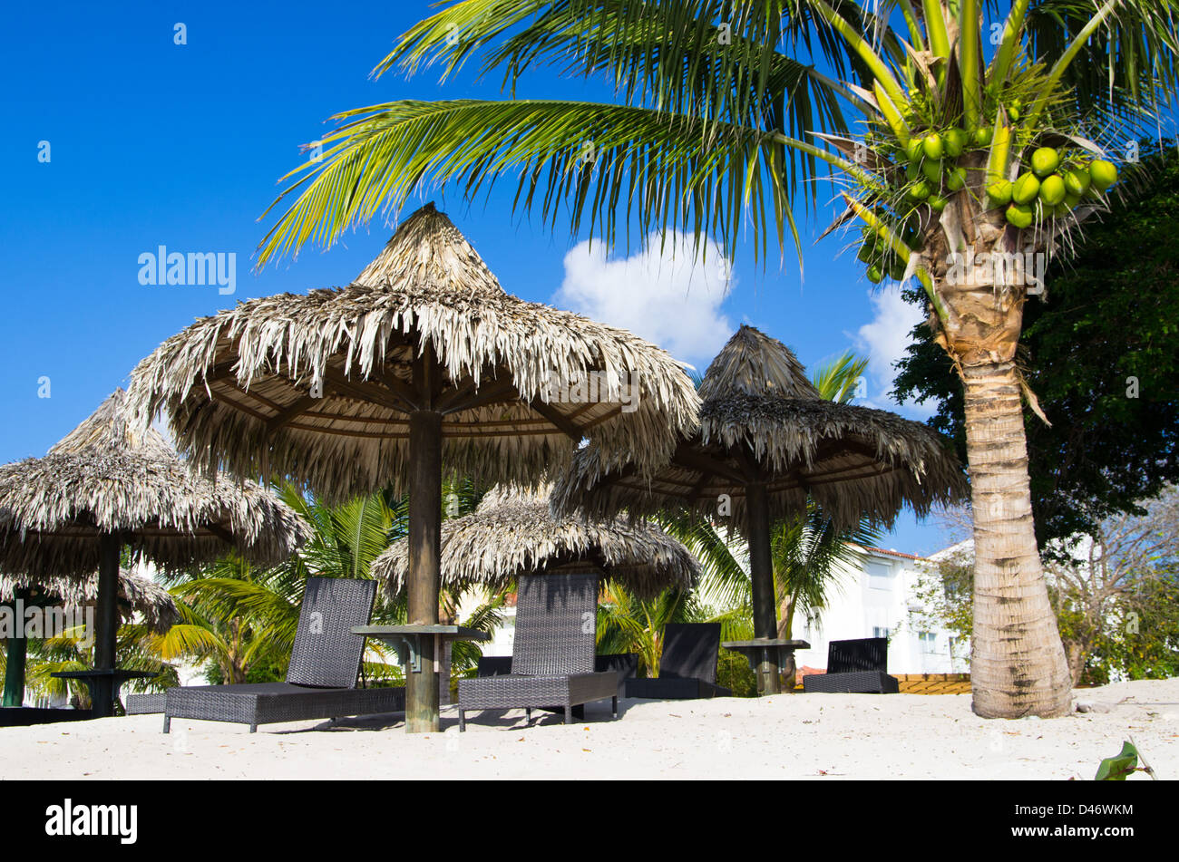 Liegestühle unter Palmen Stockfoto