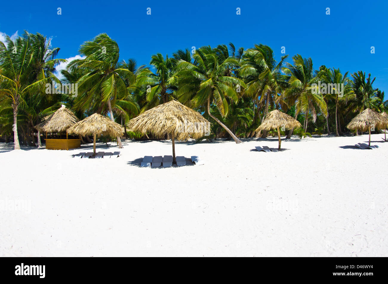 Liegestühle unter Palmen Stockfoto