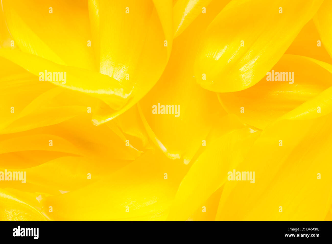 gelbe abstrakten Hintergrund oder Blume Blütenblatt-Textur Stockfoto