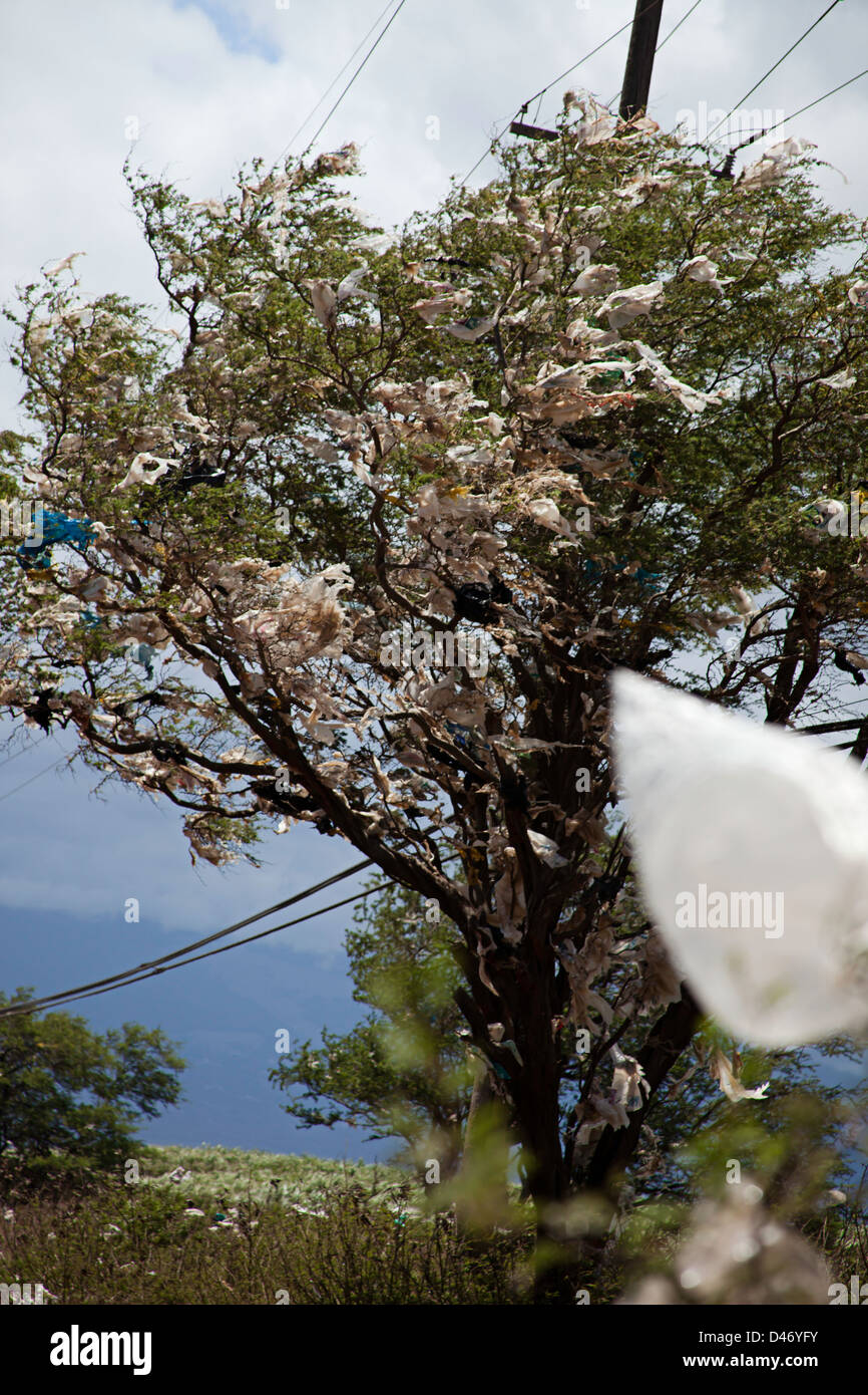 Ein Baum voller Plastiktüten Fallwind aus einer Deponie auf der Insel Maui, Hawaii. Stockfoto