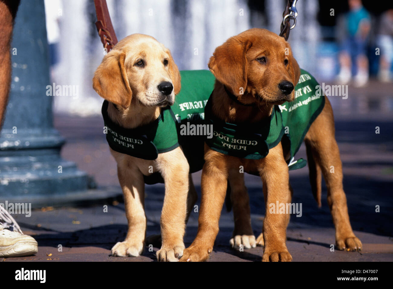 Blindenhund Welpen in der Ausbildung (golden Retriever/gelb Lab Mix  Stockfotografie - Alamy