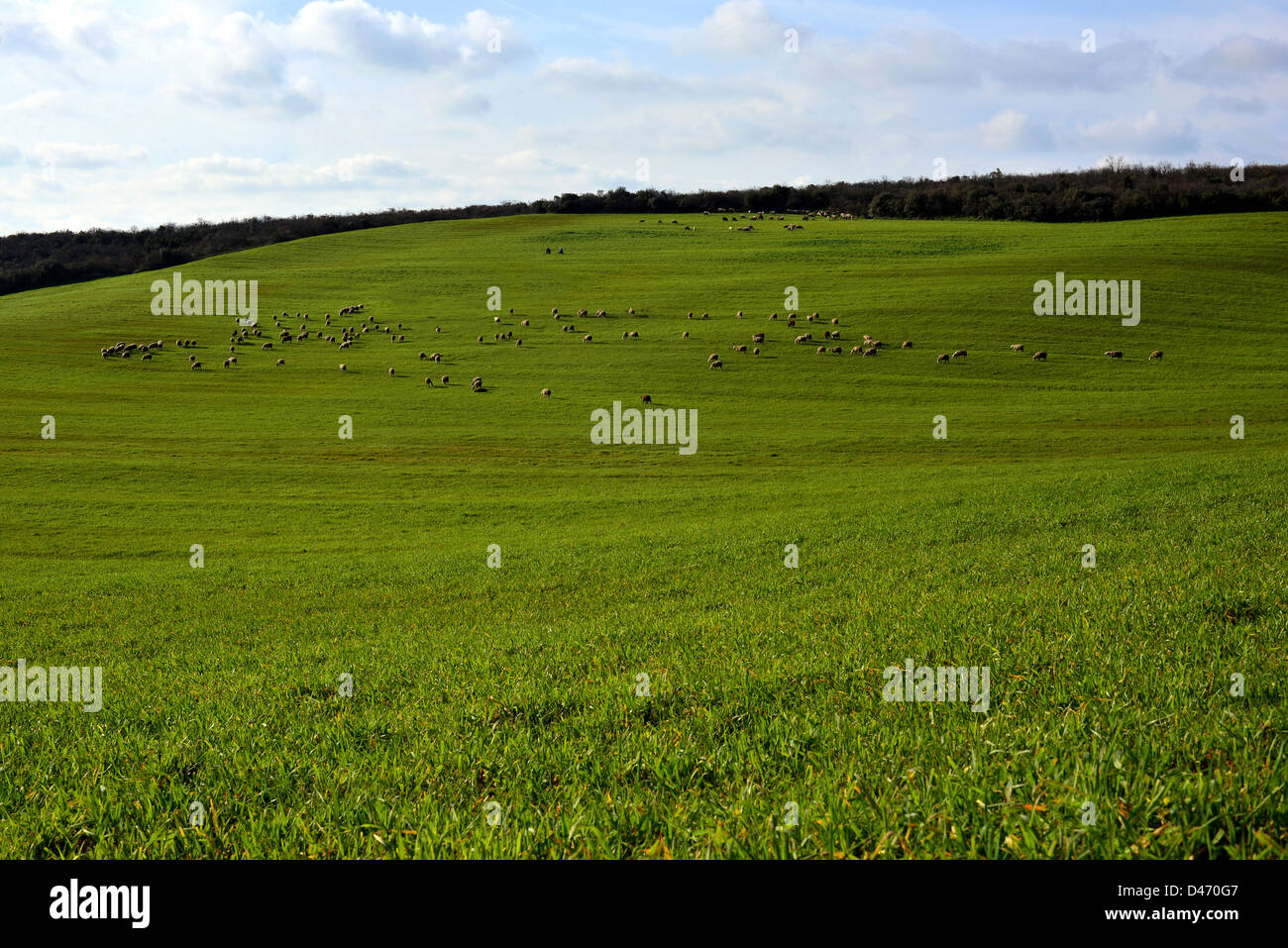 grüne Wiese und Schafe weiden Stockfoto
