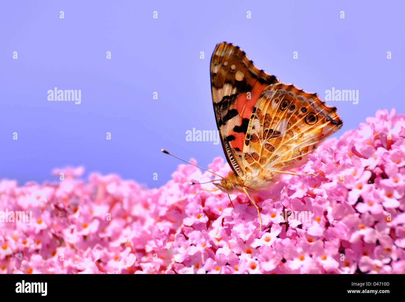 Ein distelfalter auf Lila Blume. Stockfoto
