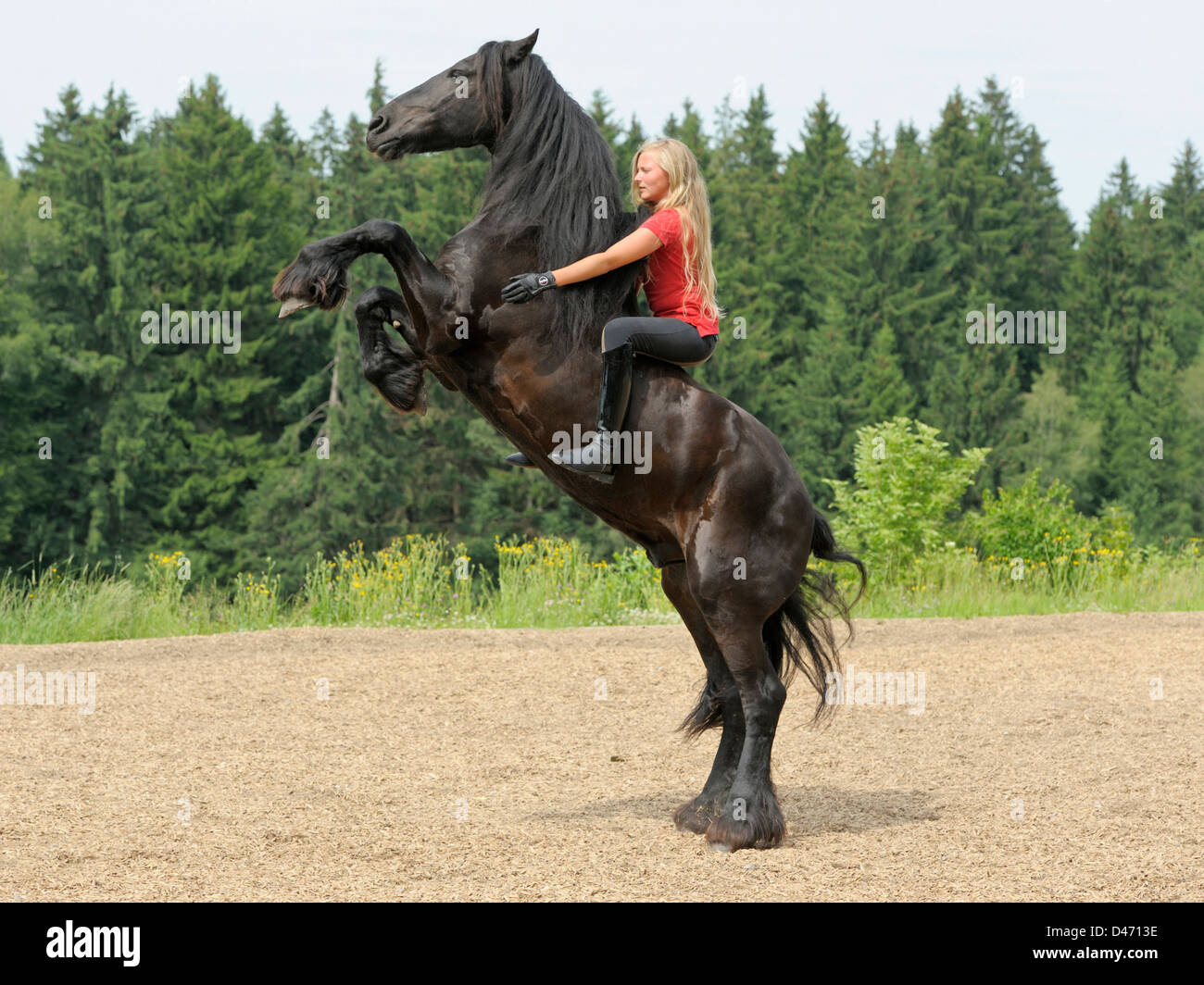 13 Jahre altes Mädchen auf einem Aufzucht friesische Pferd ohne Zügel bareback Stockfoto