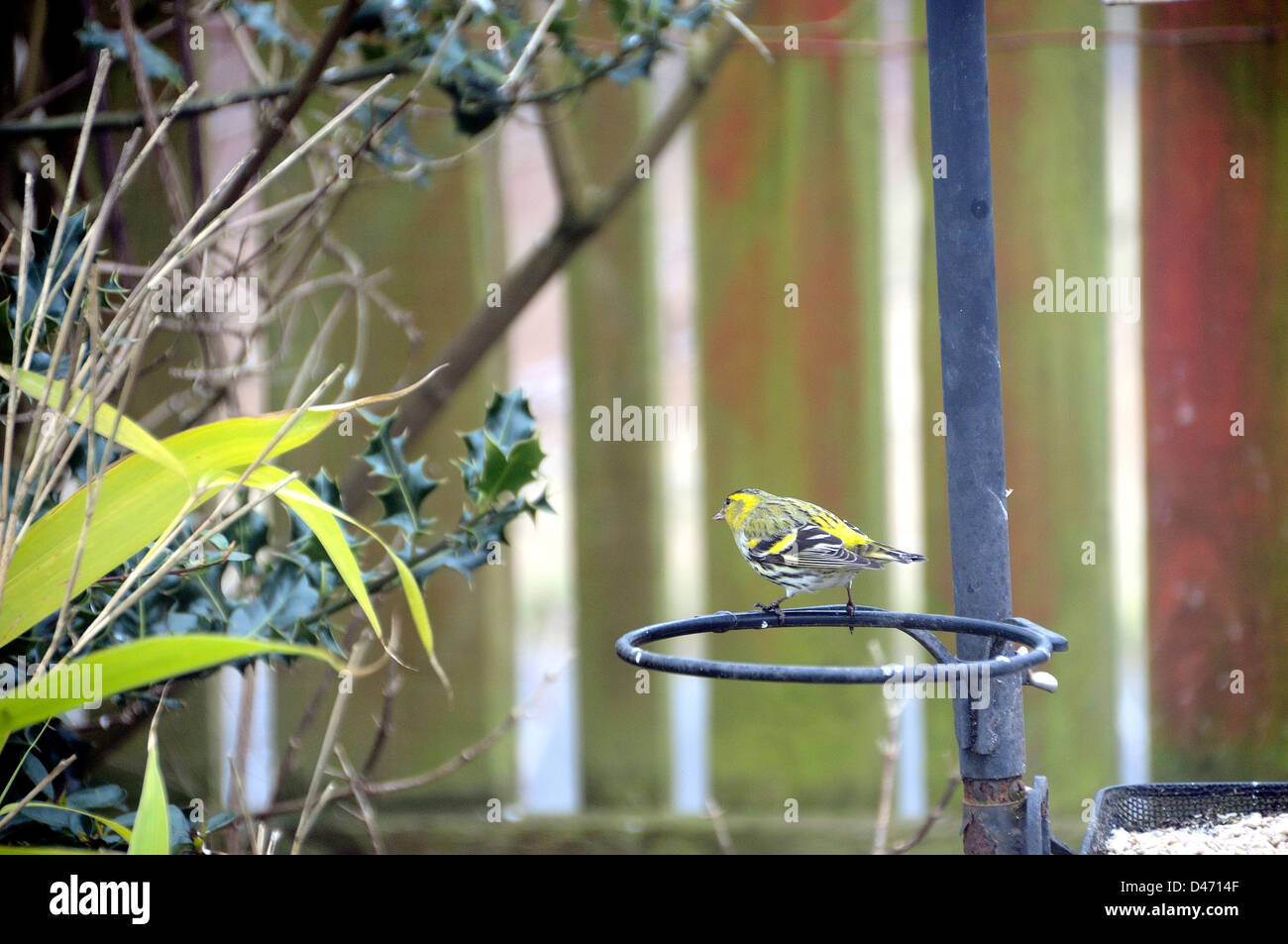 Grünfink (Zuchtjahr Chloris) der Blitz von gelb und grün wie es fliegt, machen dieses Finch ein wahrhaft buntes Zeichen. Stockfoto