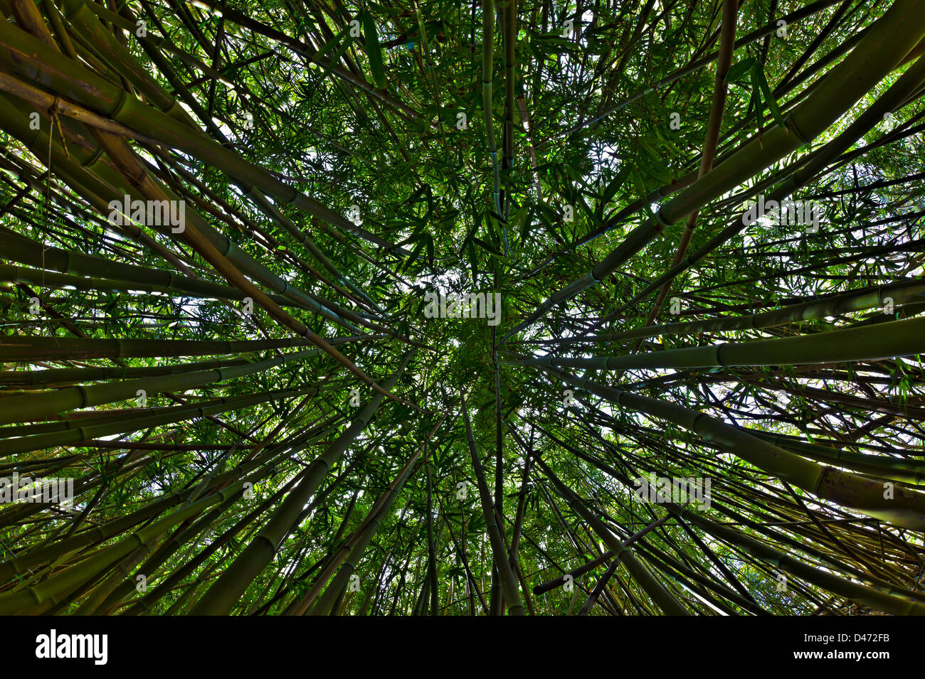 Sehen Sie nach oben in Richtung Baumkronen in einem Bambuswald in der West Maui Mountains, Hawaii. Stockfoto