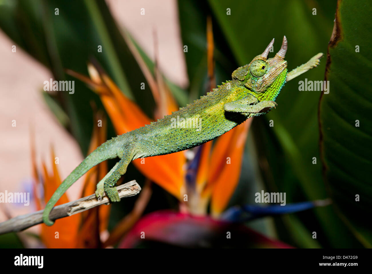 Ein männlicher Jackson Chamäleon, Chamaeleo Jacksoni, Maui, Hawaii. Diese Sorte stammt aus Ostafrika. Stockfoto