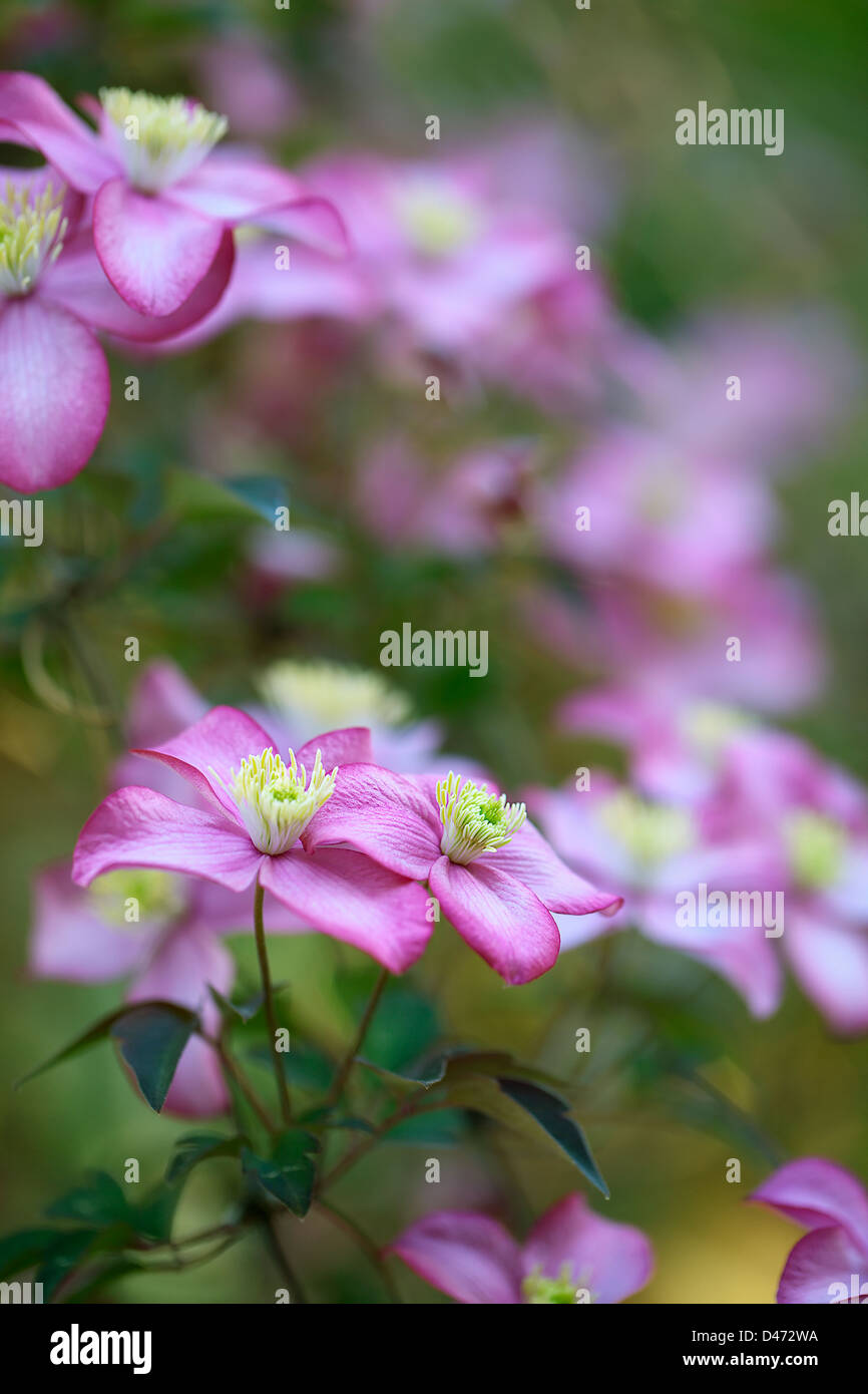 Pink anemone clematis clematis montana Fotos und Bildmaterial in