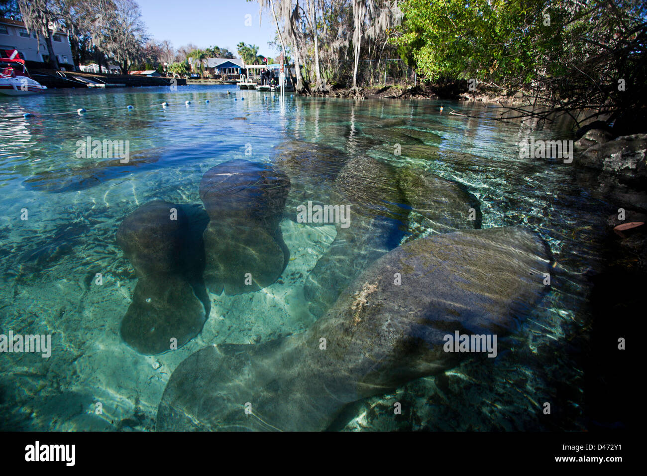 Vom Aussterben bedrohten Florida-Seekühe, Trichechus Manatus Latirostris, versammeln sich am drei-Schwestern-Frühling in Crystal River, Florida, USA. Stockfoto